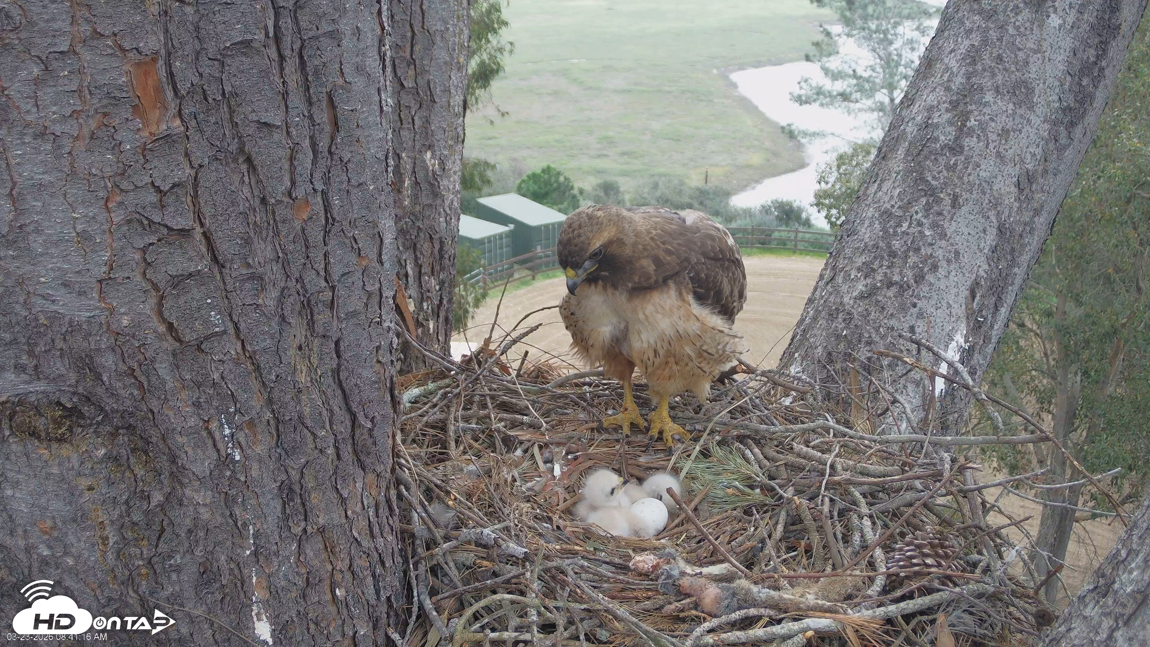 Snapshot of Red-Tailed Hawk Live Webcam taken Mar 23, 2026, 9:44am PDT