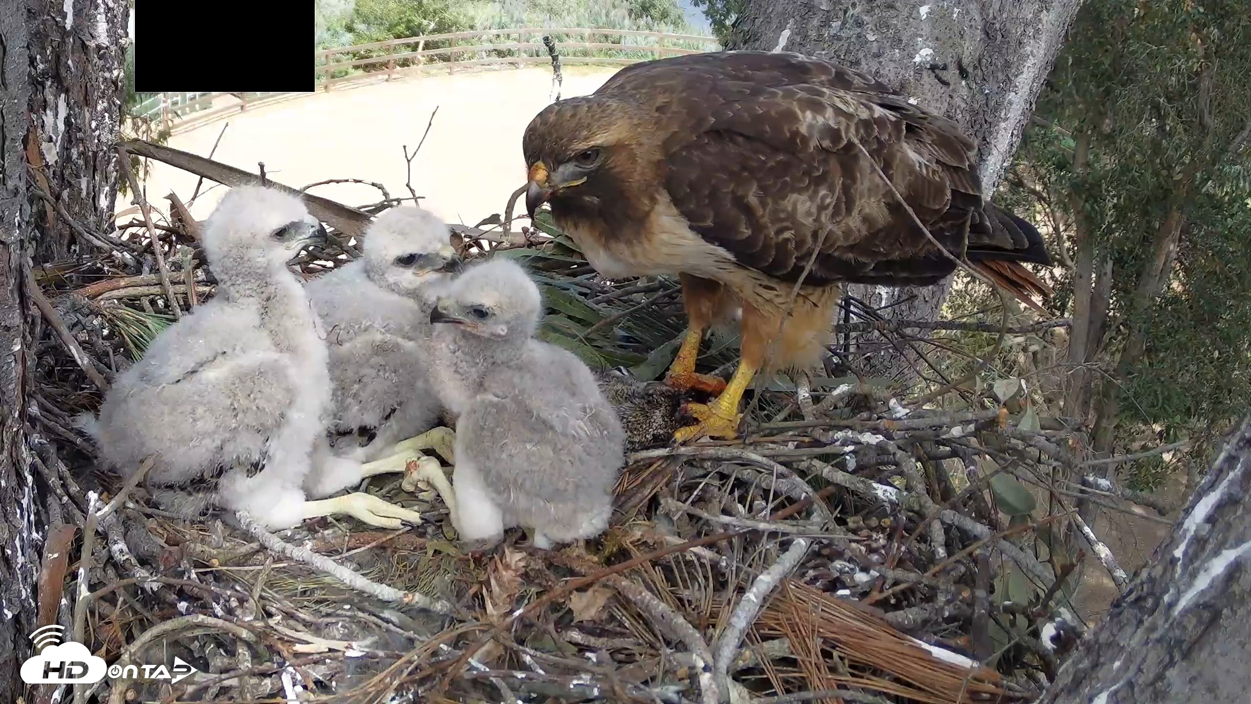 Snapshot of Red-Tailed Hawk Live Webcam taken Apr 10, 2026, 2:29pm PDT