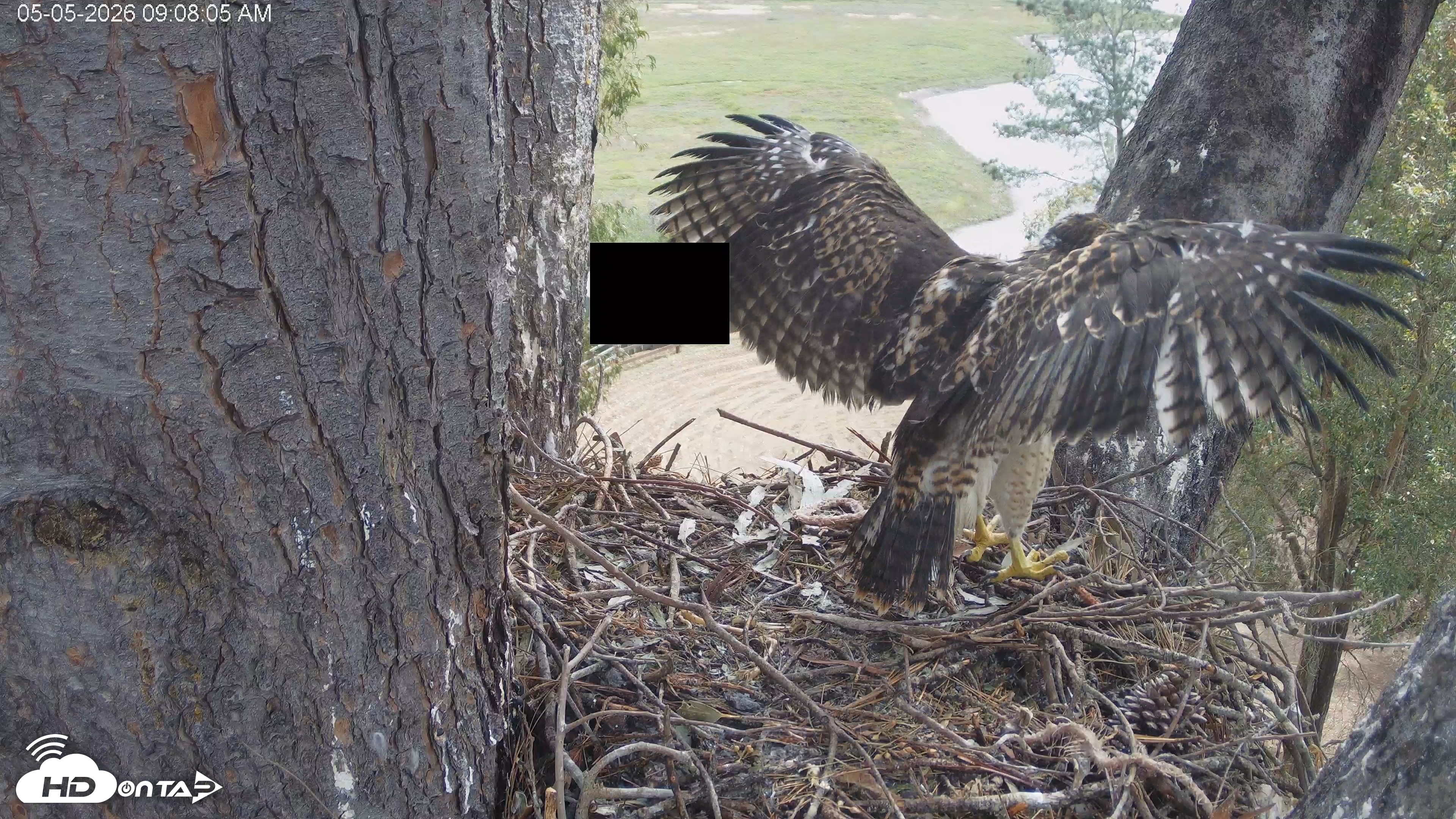 Snapshot of Red-Tailed Hawk Live Webcam taken May 5, 2026, 10:08am PDT