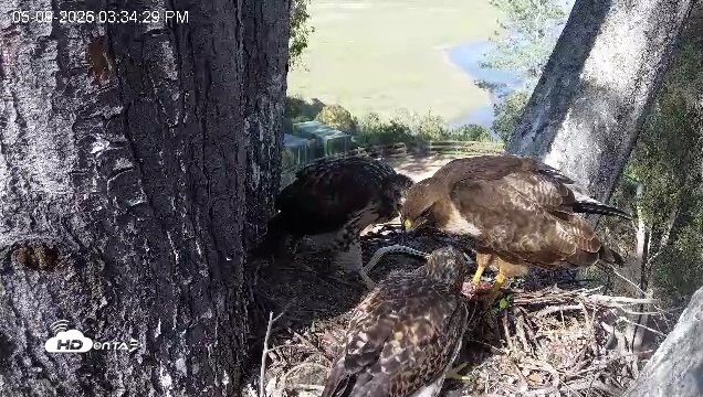 Snapshot of Red-Tailed Hawk Live Webcam taken May 9, 2026, 4:38pm PDT