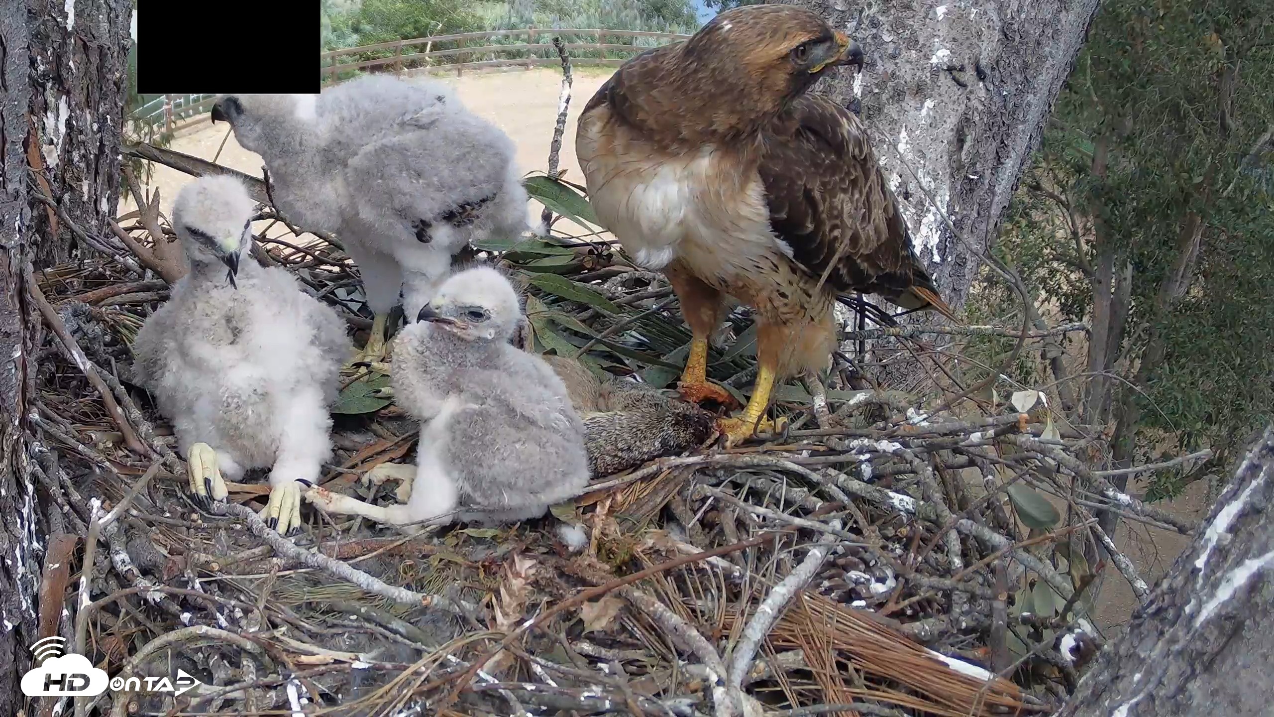 Snapshot of Red-Tailed Hawk Live Webcam taken Apr 10, 2026, 2:33pm PDT