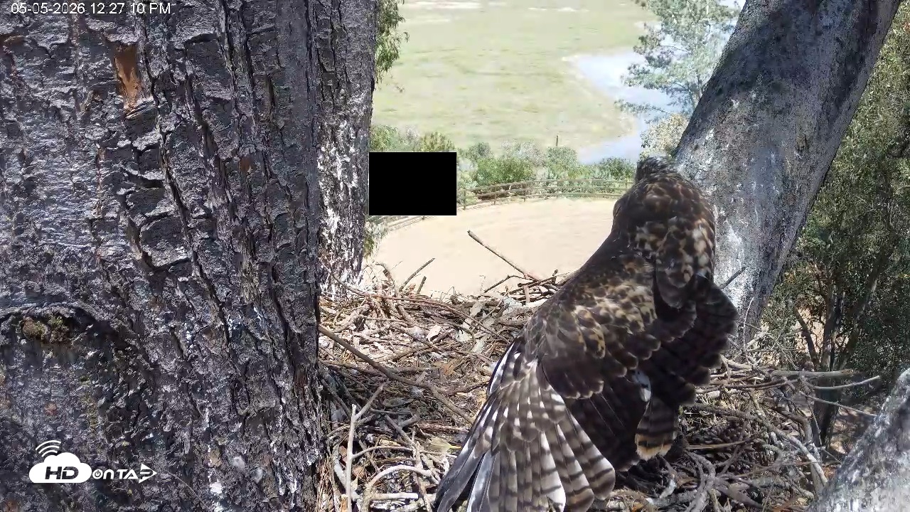 Snapshot of Red-Tailed Hawk Live Webcam taken May 5, 2026, 1:28pm PDT