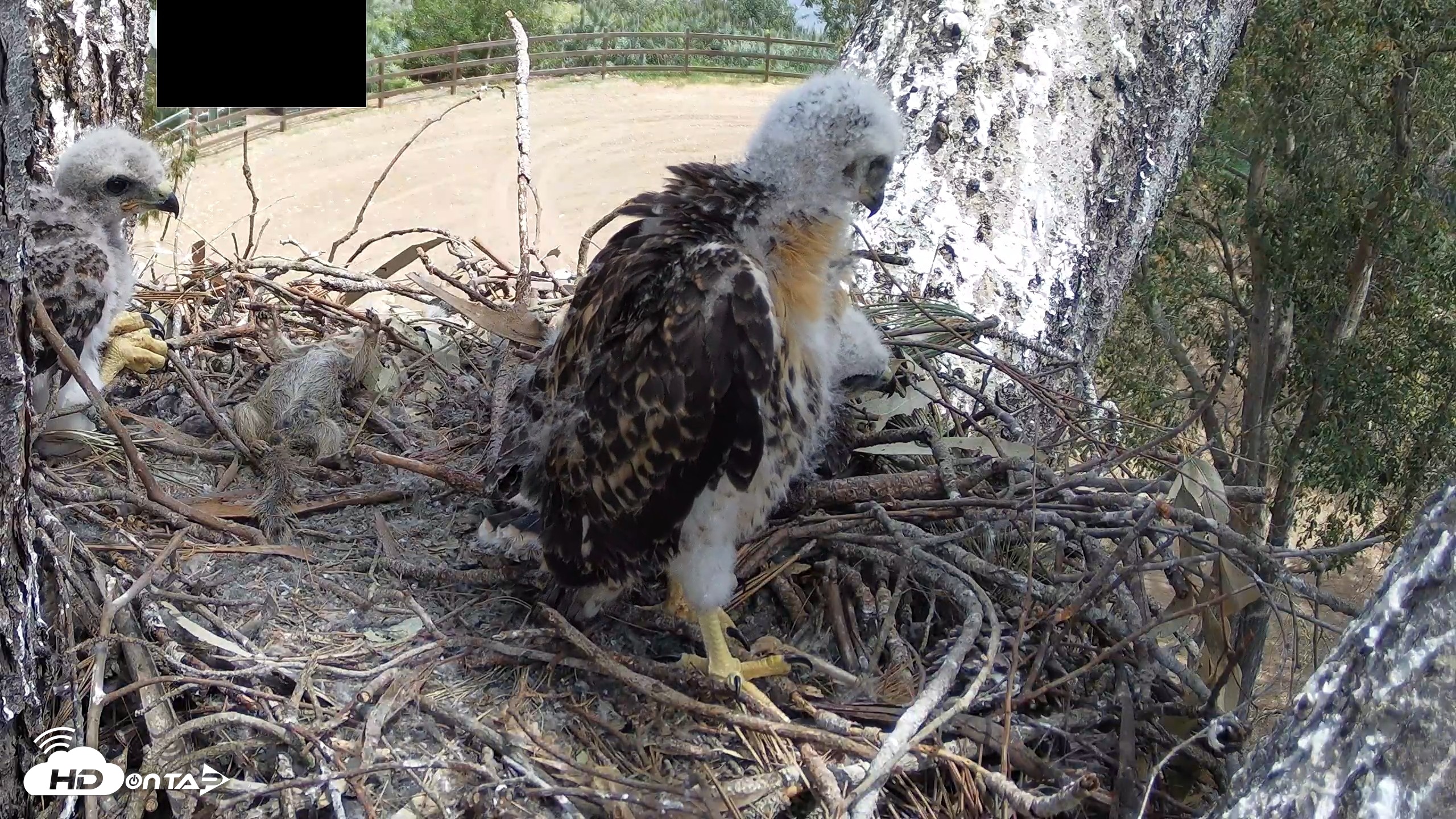 Snapshot of Red-Tailed Hawk Live Webcam taken Apr 21, 2026, 12:21pm PDT