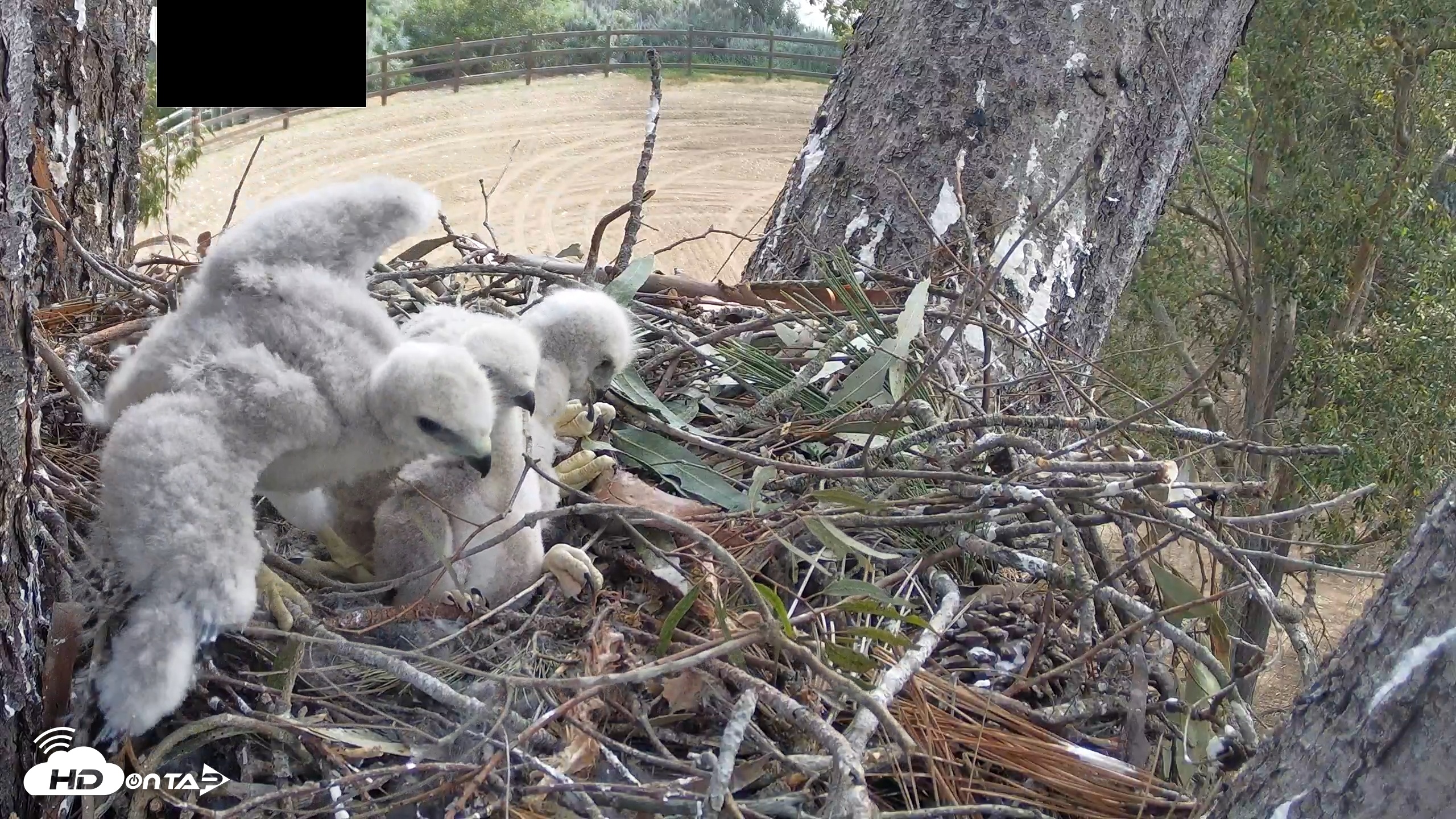 Snapshot of Red-Tailed Hawk Live Webcam taken Apr 9, 2026, 9:54am PDT