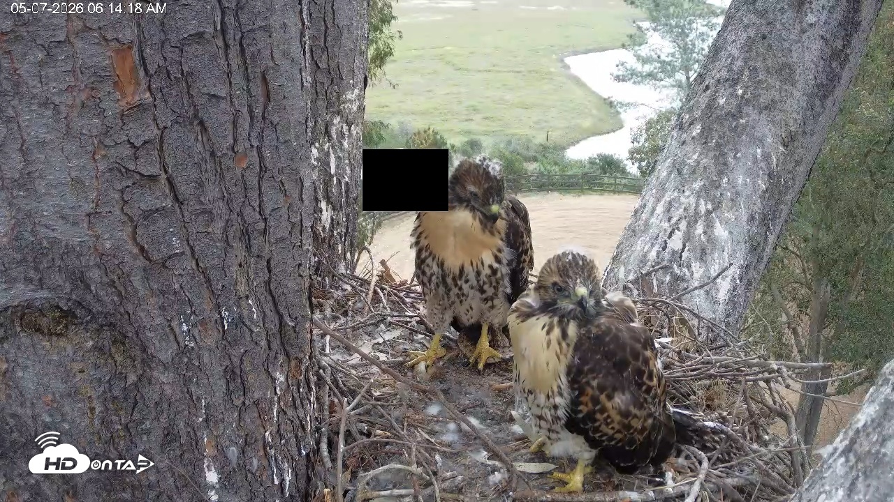 Snapshot of Red-Tailed Hawk Live Webcam taken May 7, 2026, 7:17am PDT