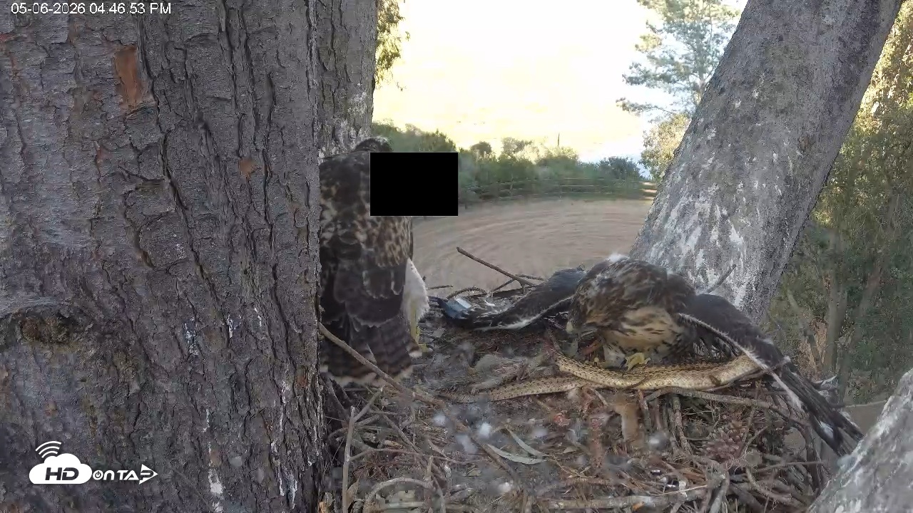 Snapshot of Red-Tailed Hawk Live Webcam taken May 6, 2026, 5:50pm PDT