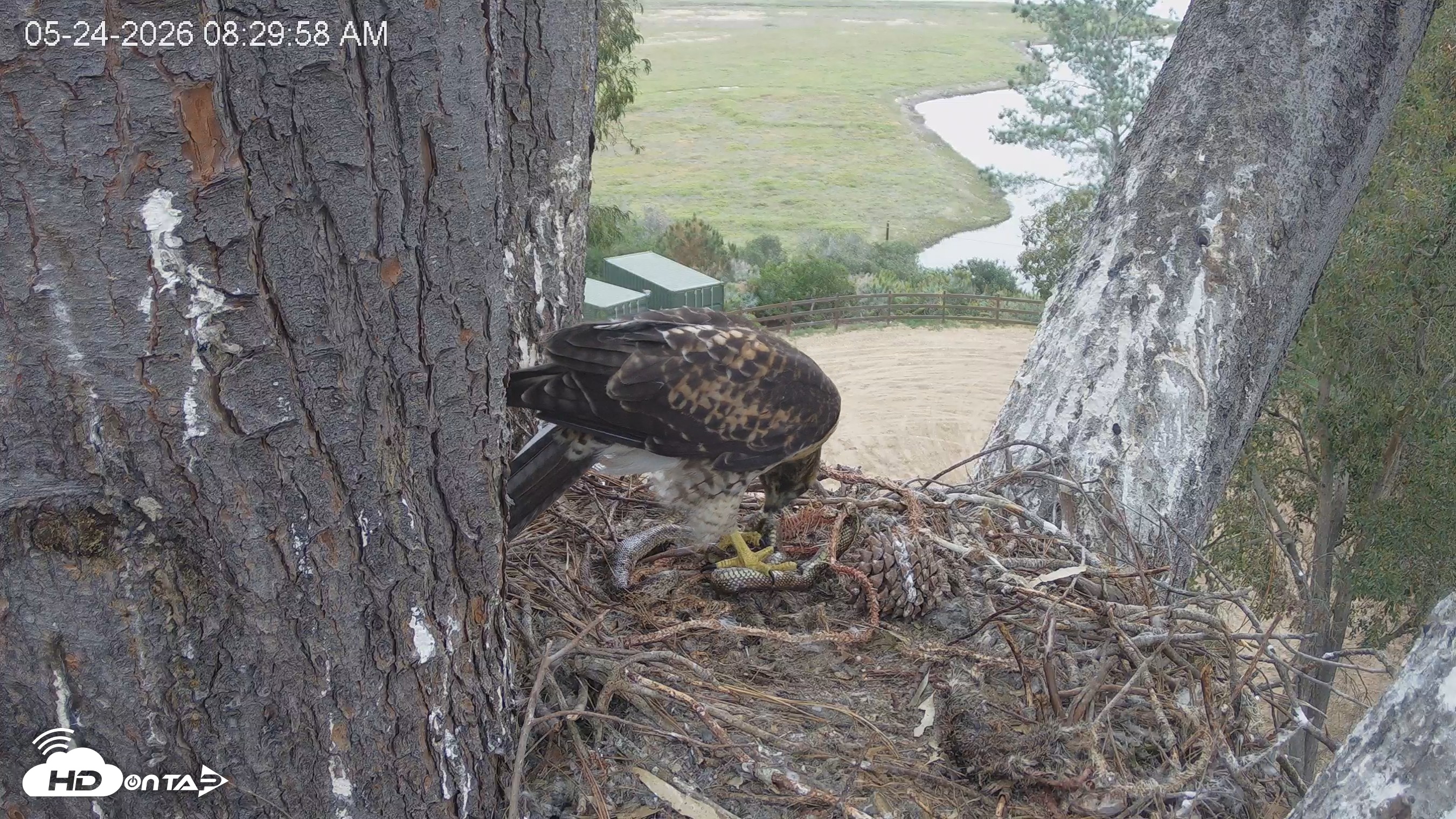 Snapshot of Red-Tailed Hawk Live Webcam taken May 24, 2026, 9:33am PDT