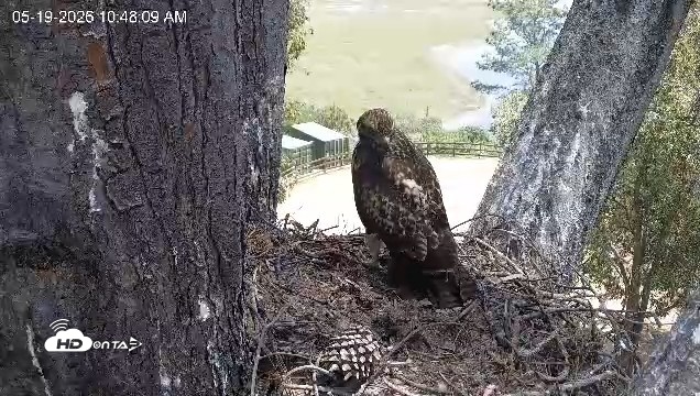 Snapshot of Red-Tailed Hawk Live Webcam taken May 19, 2026, 11:49am PDT