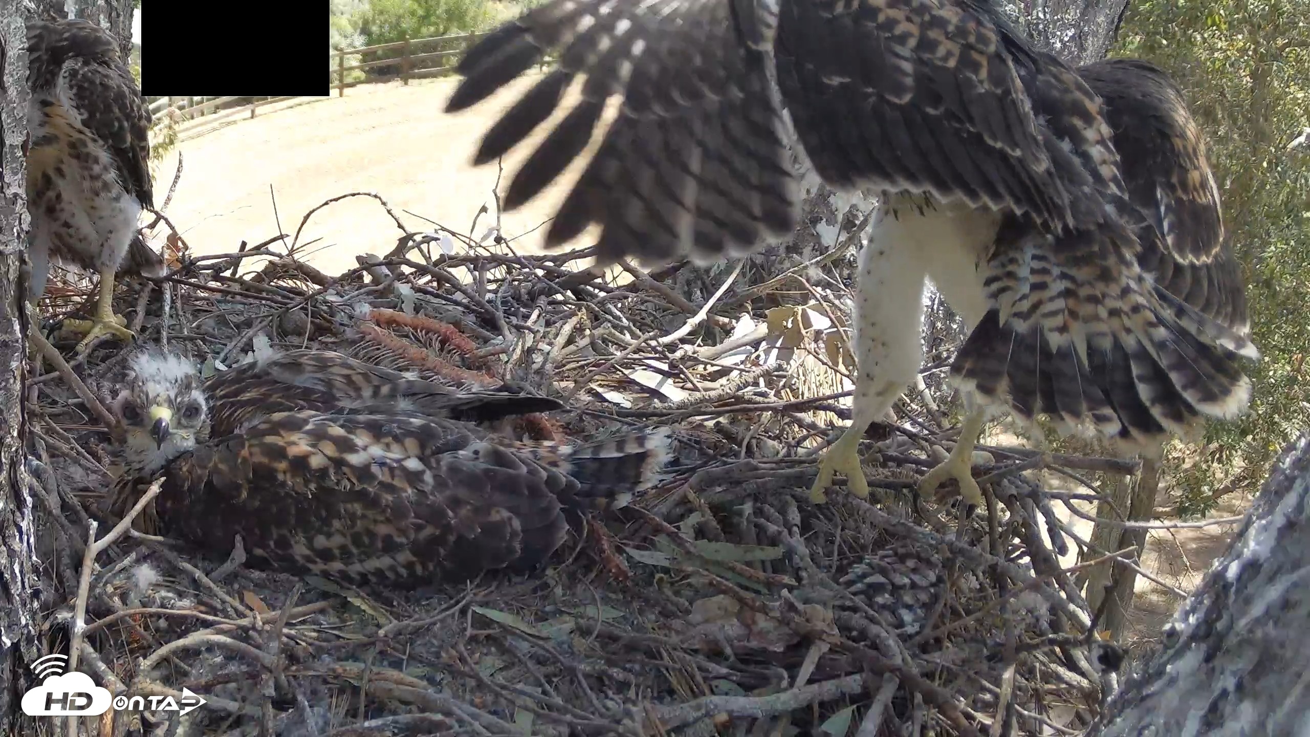 Snapshot of Red-Tailed Hawk Live Webcam taken Apr 28, 2026, 10:37am PDT