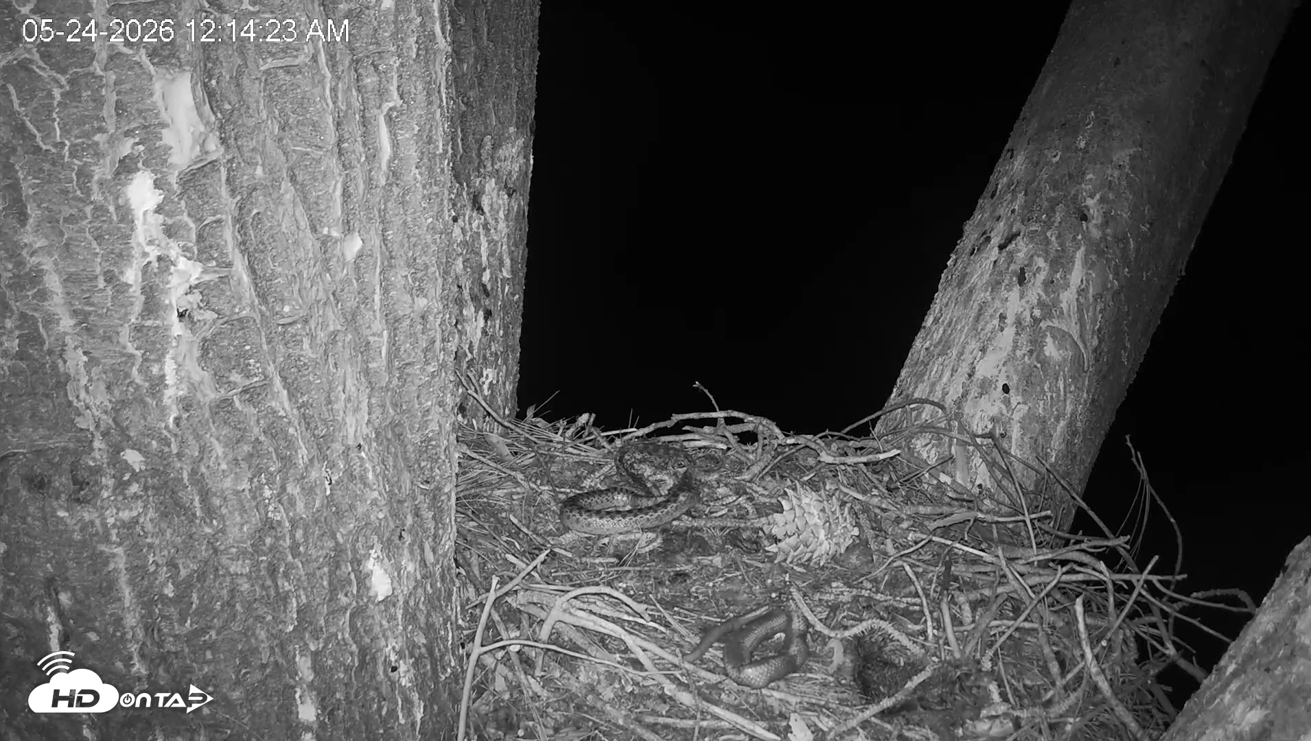 Snapshot of Red-Tailed Hawk Live Webcam taken May 24, 2026, 1:15am PDT