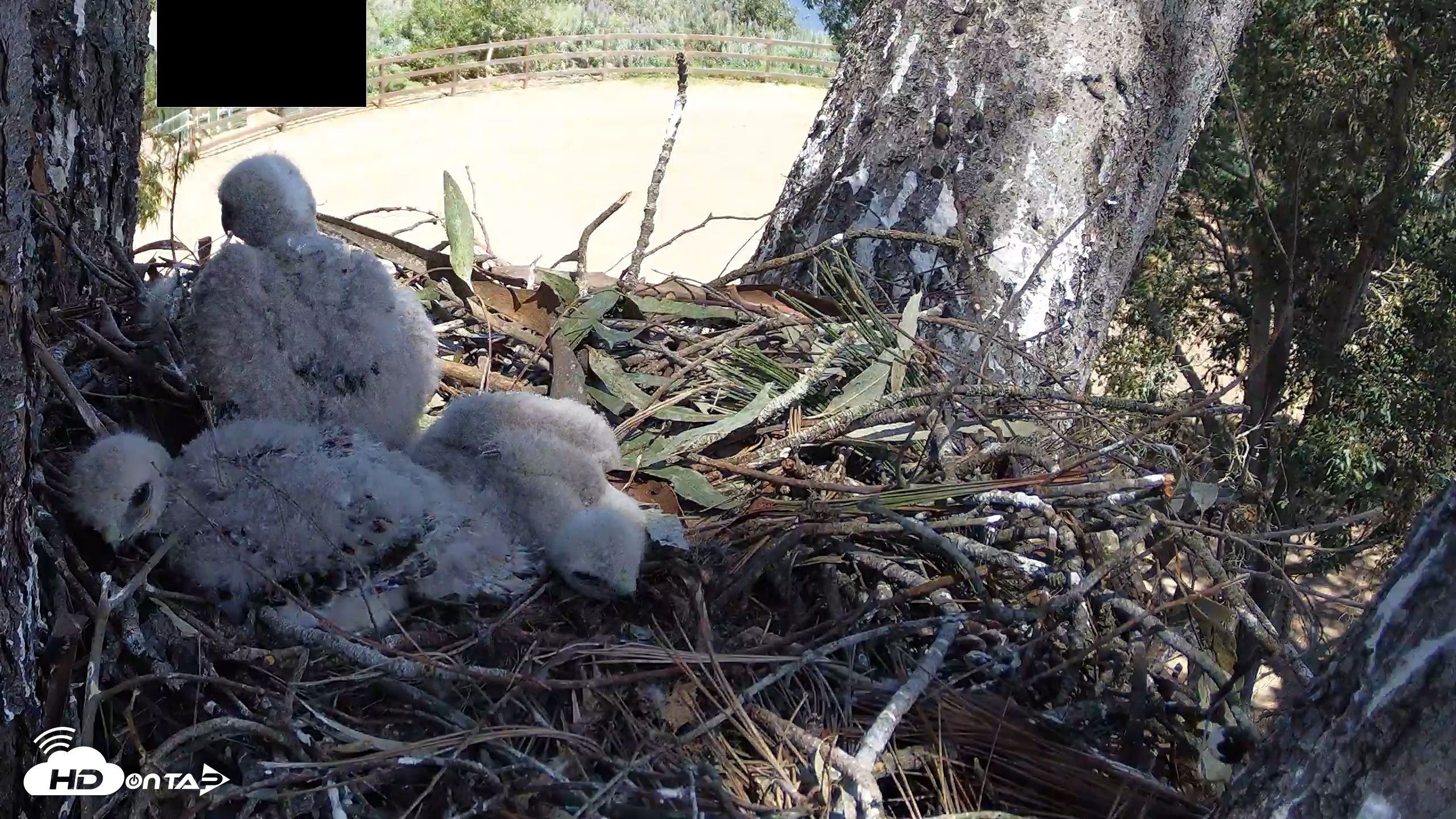 Snapshot of Red-Tailed Hawk Live Webcam taken Apr 11, 2026, 1:55pm PDT