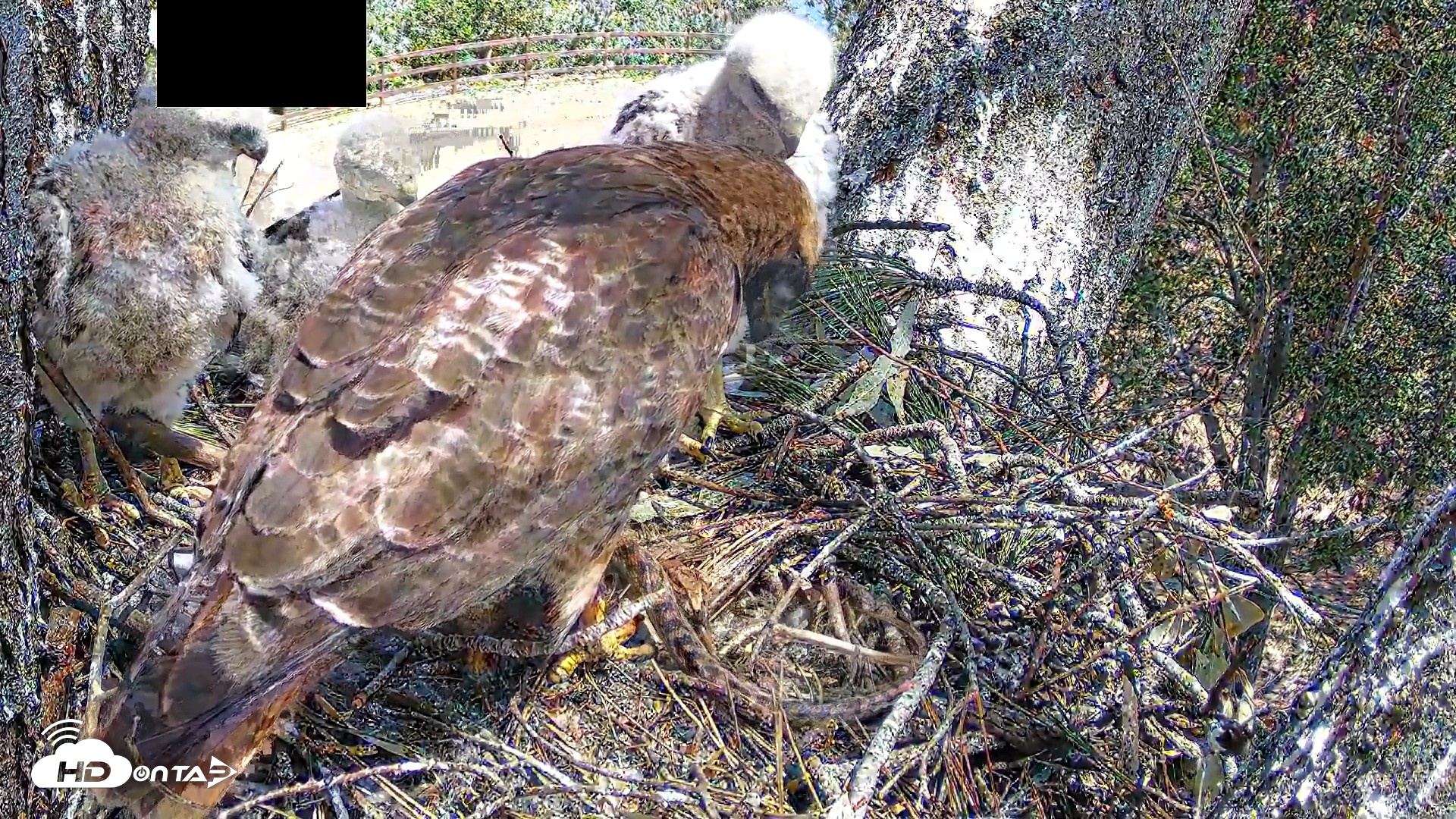 Snapshot of Red-Tailed Hawk Live Webcam taken Apr 15, 2026, 12:44pm PDT