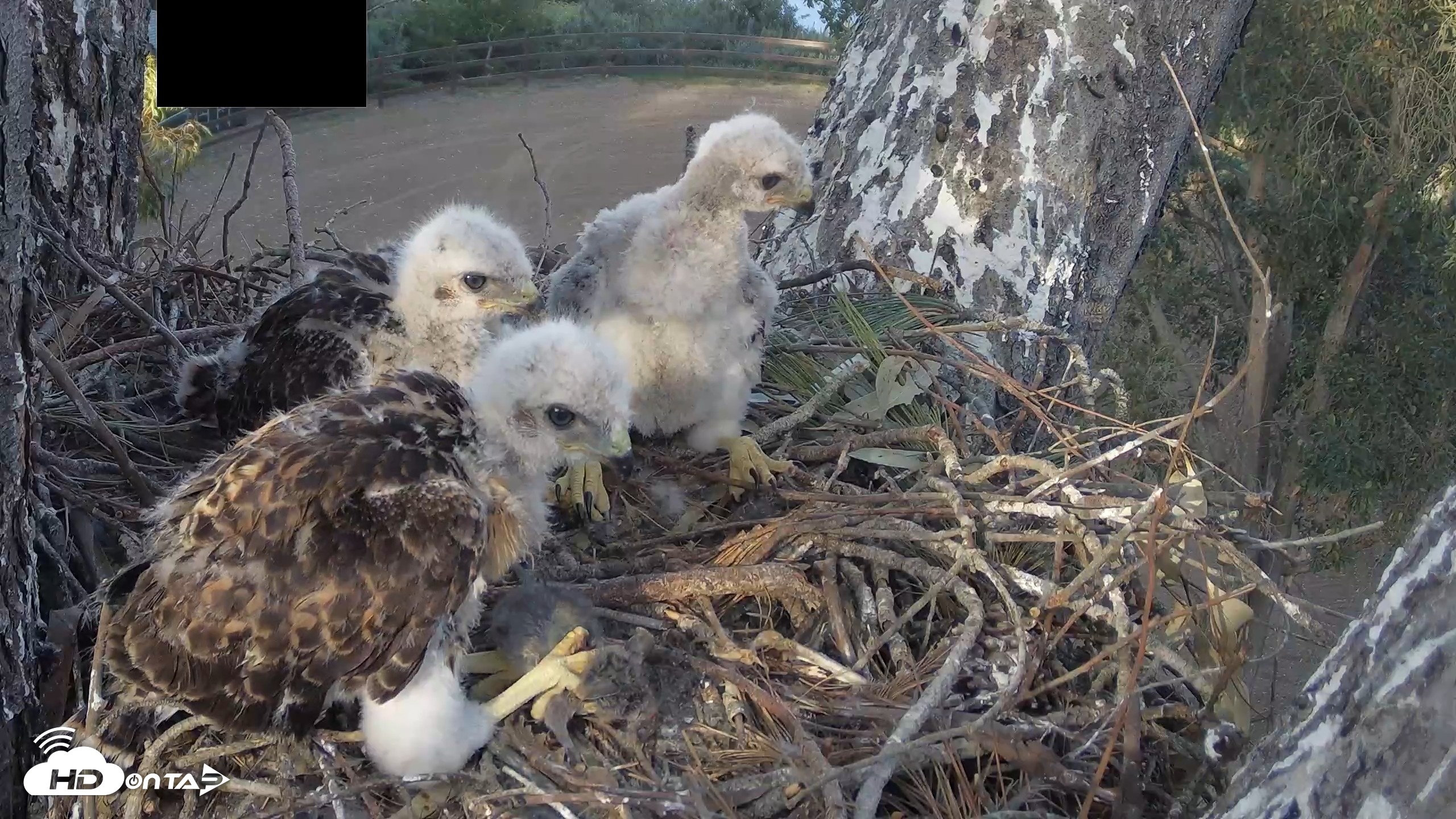 Snapshot of Red-Tailed Hawk Live Webcam taken Apr 19, 2026, 5:40pm PDT