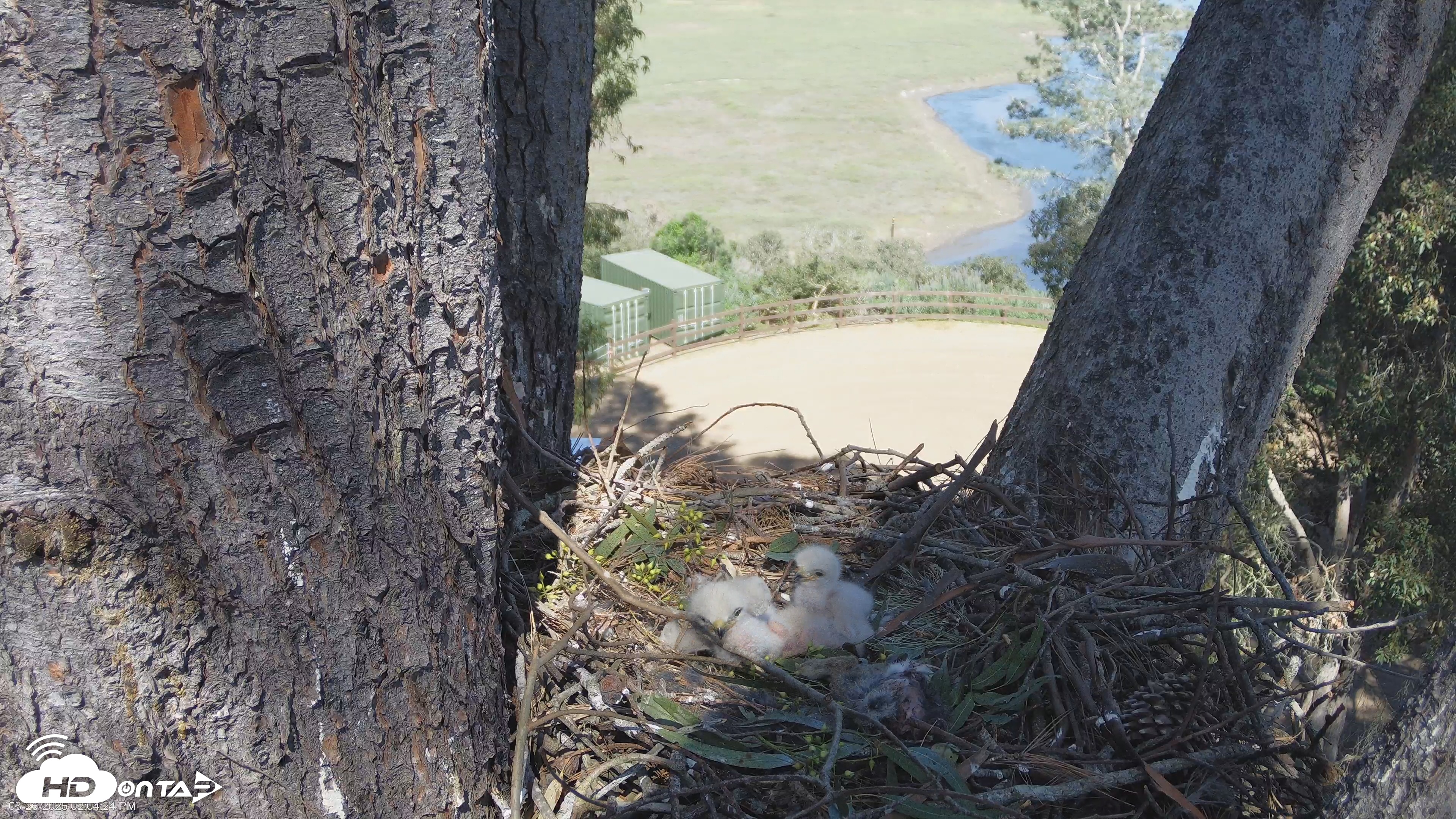 Snapshot of Red-Tailed Hawk Live Webcam taken Mar 26, 2026, 3:07pm PDT