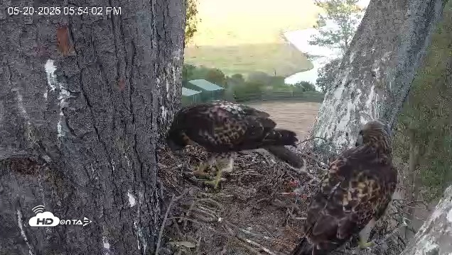 Snapshot of Red-Tailed Hawk Live Webcam taken May 20, 2026, 6:55pm PDT
