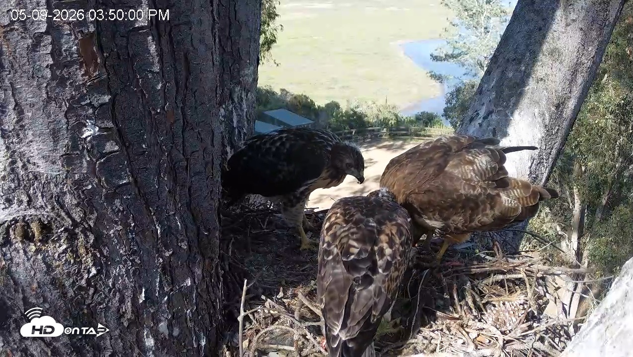 Snapshot of Red-Tailed Hawk Live Webcam taken May 9, 2026, 4:50pm PDT