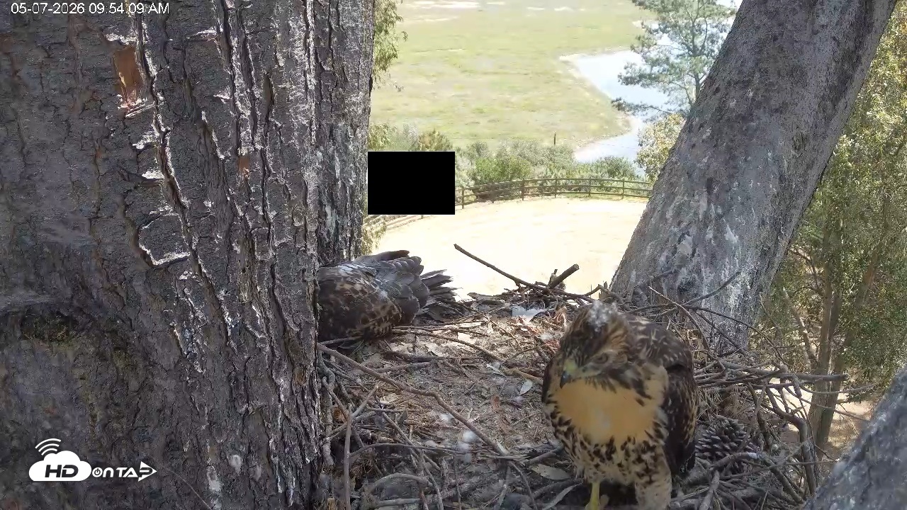 Snapshot of Red-Tailed Hawk Live Webcam taken May 7, 2026, 10:55am PDT