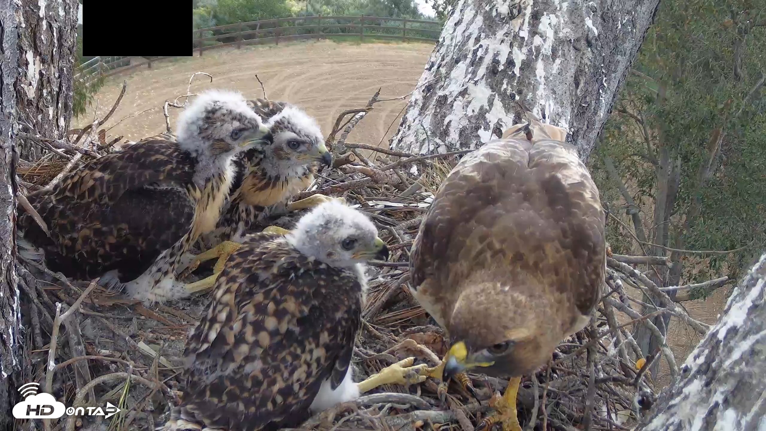 Snapshot of Red-Tailed Hawk Live Webcam taken Apr 25, 2026, 9:37am PDT