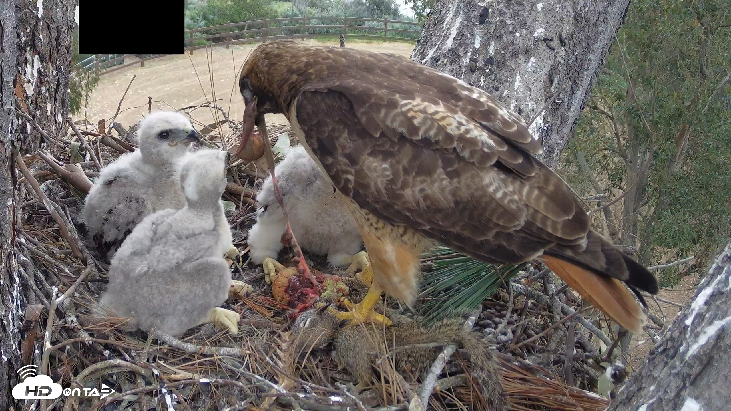 Snapshot of Red-Tailed Hawk Live Webcam taken Apr 12, 2026, 3:23pm PDT