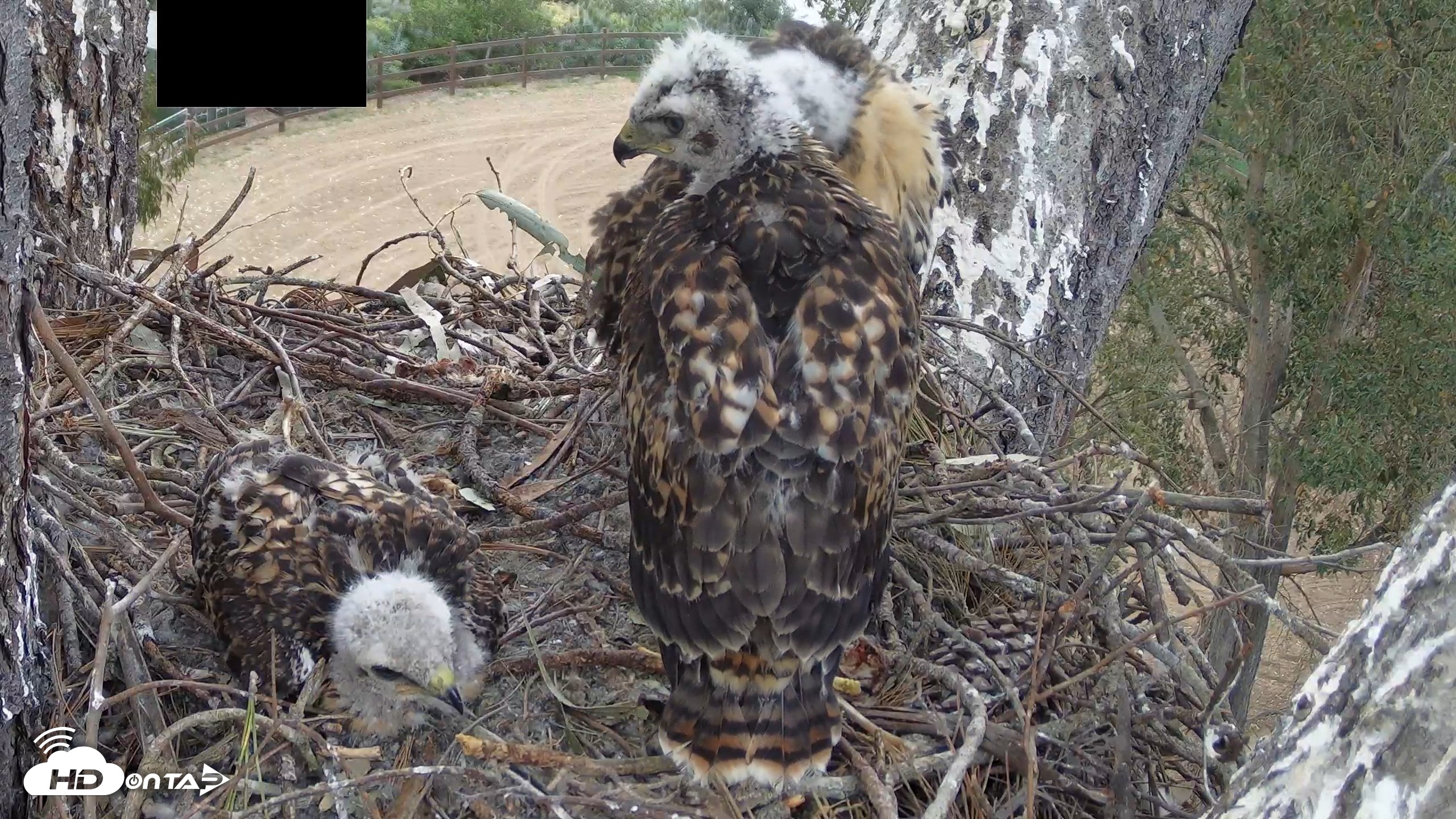 Snapshot of Red-Tailed Hawk Live Webcam taken Apr 24, 2026, 5:38pm PDT
