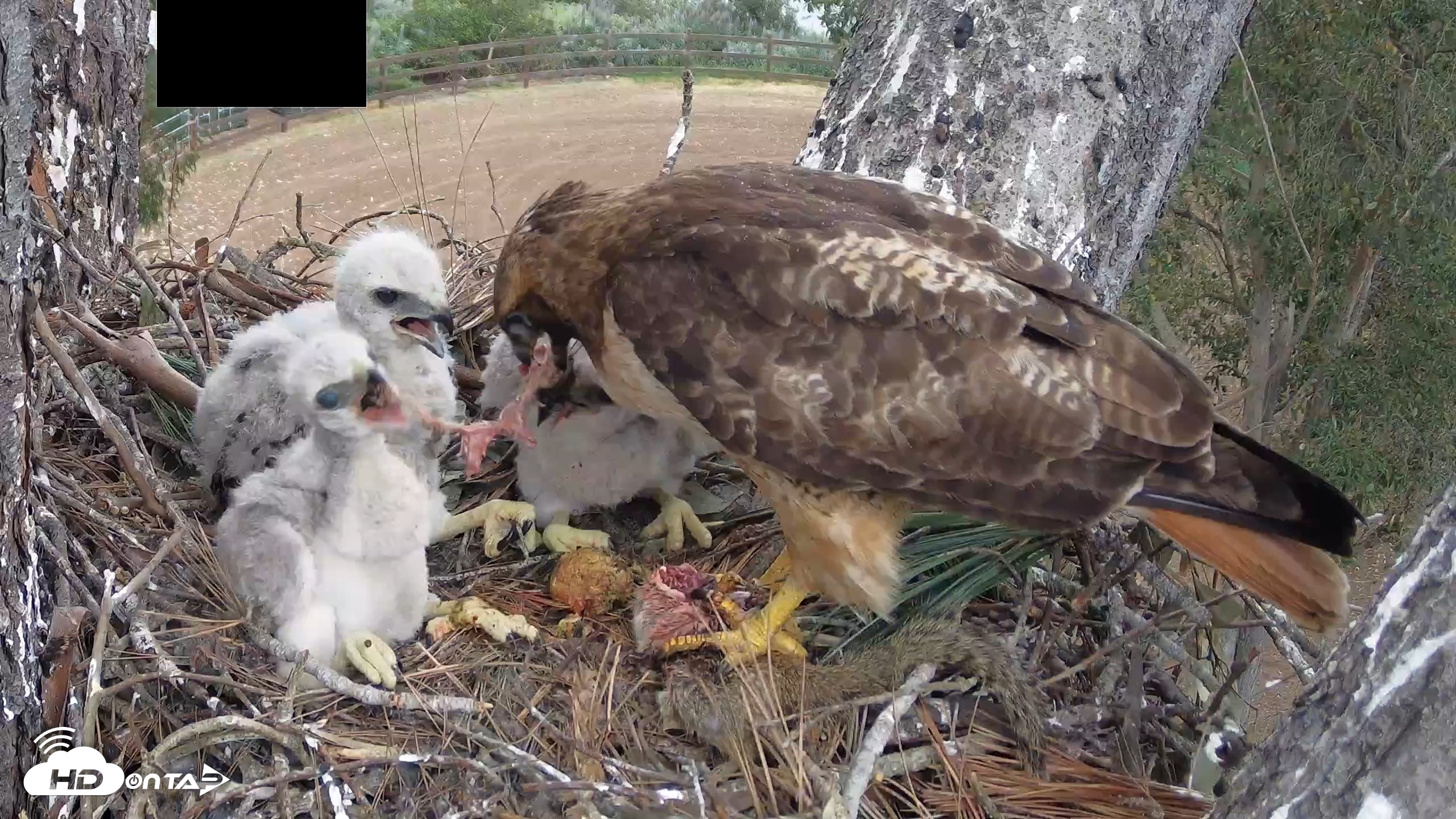 Snapshot of Red-Tailed Hawk Live Webcam taken Apr 12, 2026, 3:41pm PDT