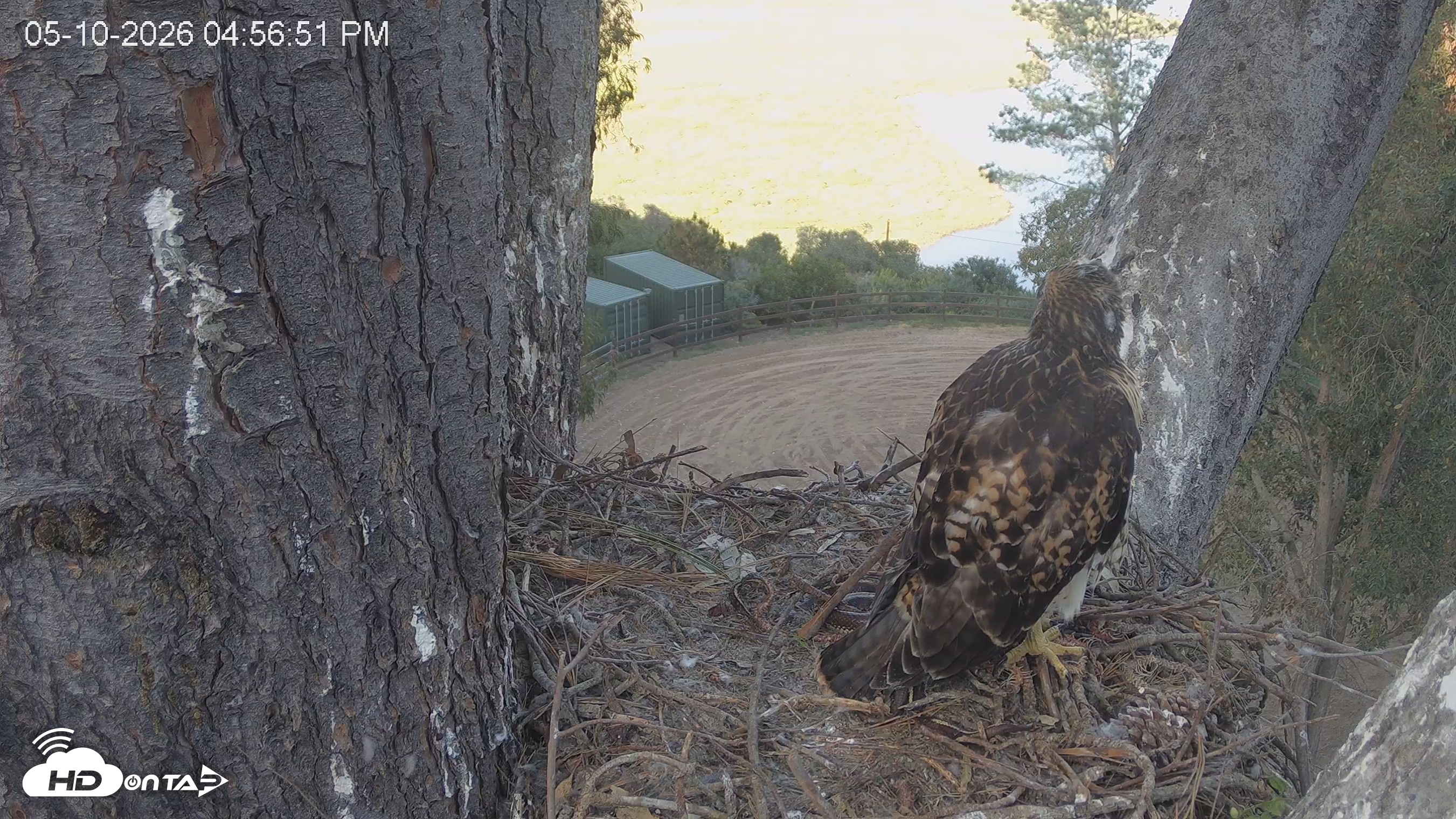 Snapshot of Red-Tailed Hawk Live Webcam taken May 10, 2026, 6:00pm PDT