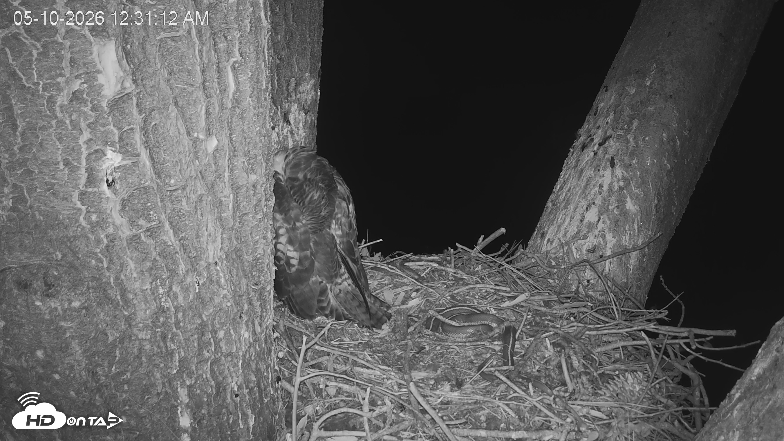 Snapshot of Red-Tailed Hawk Live Webcam taken May 10, 2026, 1:34am PDT