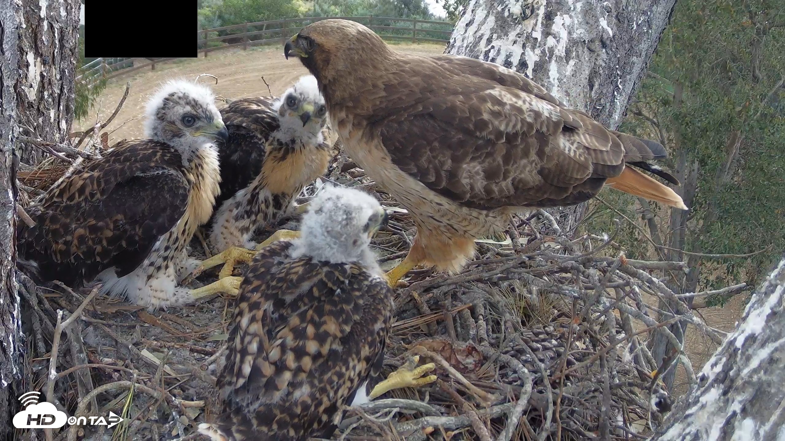 Snapshot of Red-Tailed Hawk Live Webcam taken Apr 25, 2026, 9:36am PDT