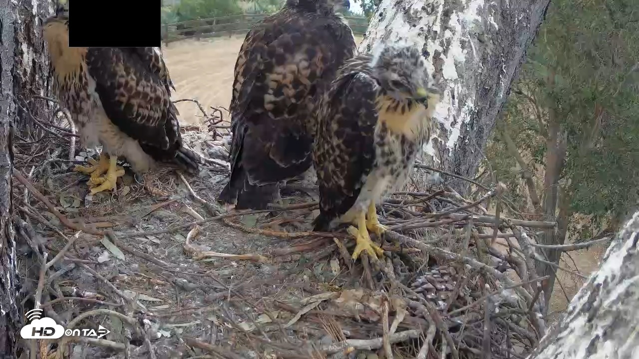 Snapshot of Red-Tailed Hawk Live Webcam taken Apr 30, 2026, 6:37pm PDT