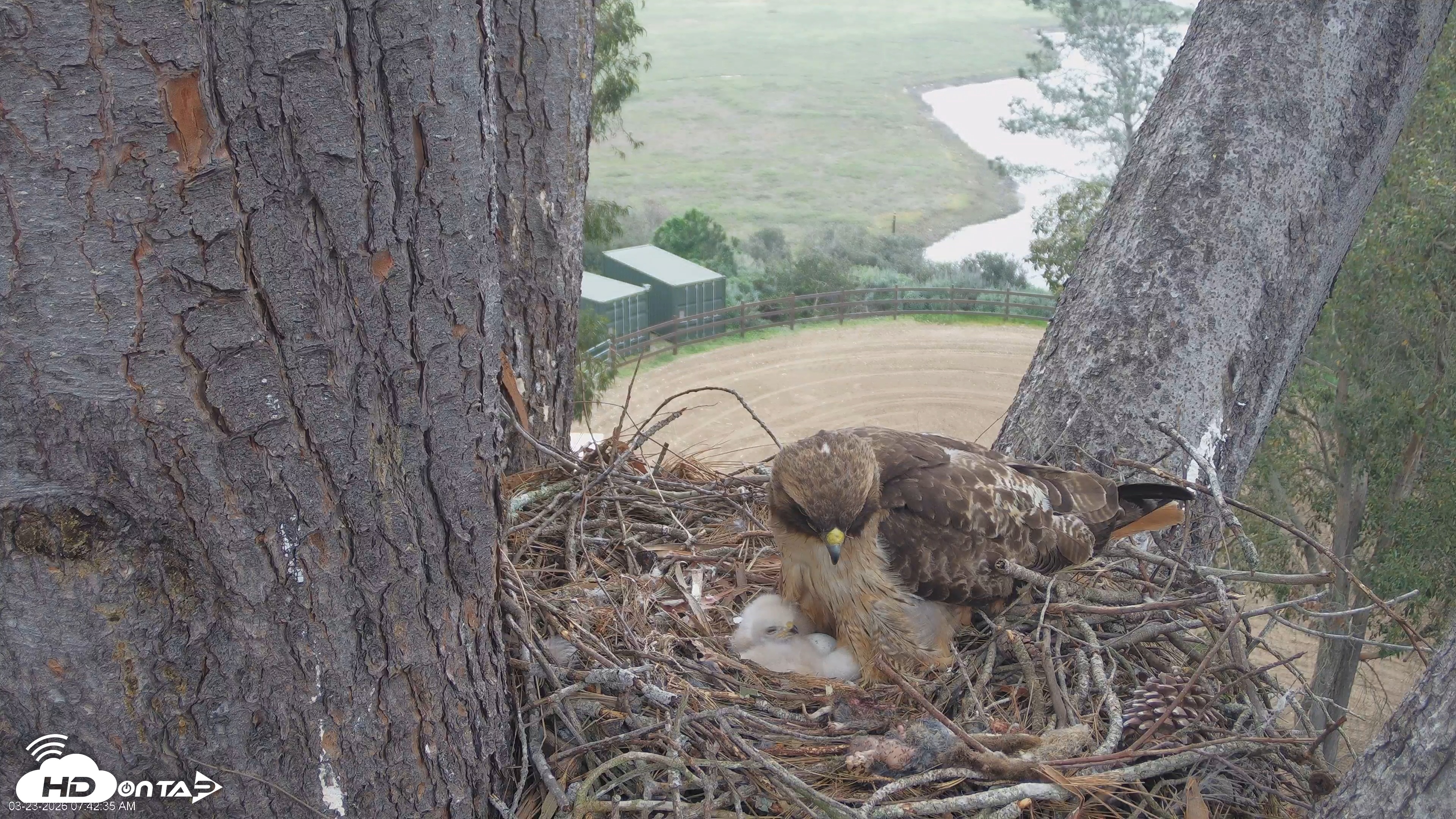 Snapshot of Red-Tailed Hawk Live Webcam taken Mar 23, 2026, 8:45am PDT