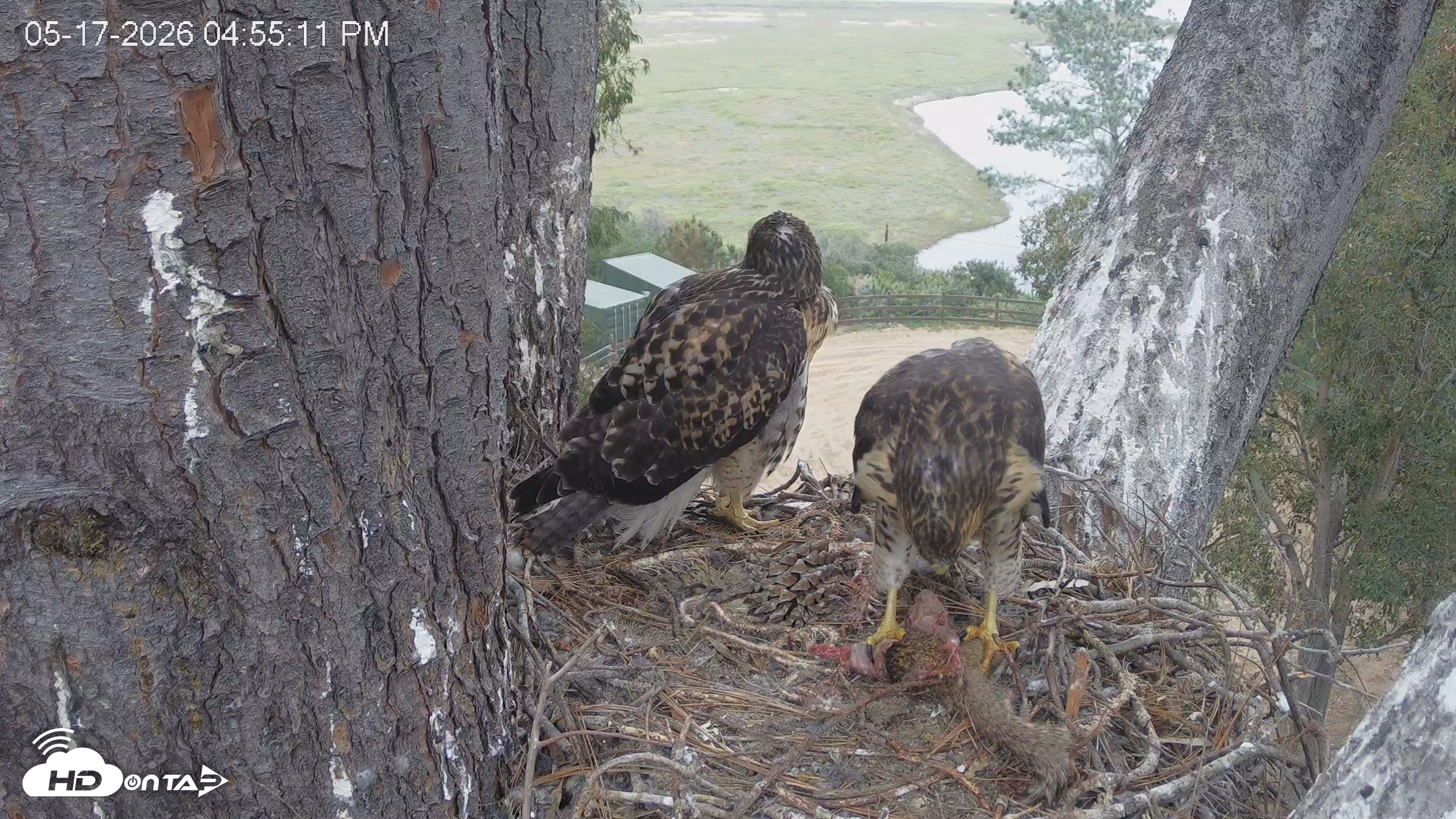 Snapshot of Red-Tailed Hawk Live Webcam taken May 17, 2026, 5:59pm PDT