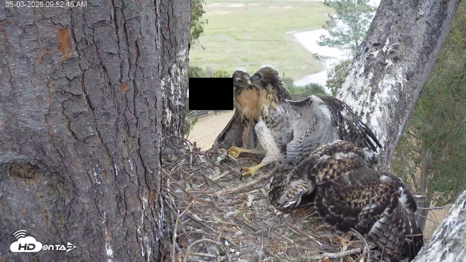 Snapshot of Red-Tailed Hawk Live Webcam taken May 3, 2026, 10:56am PDT