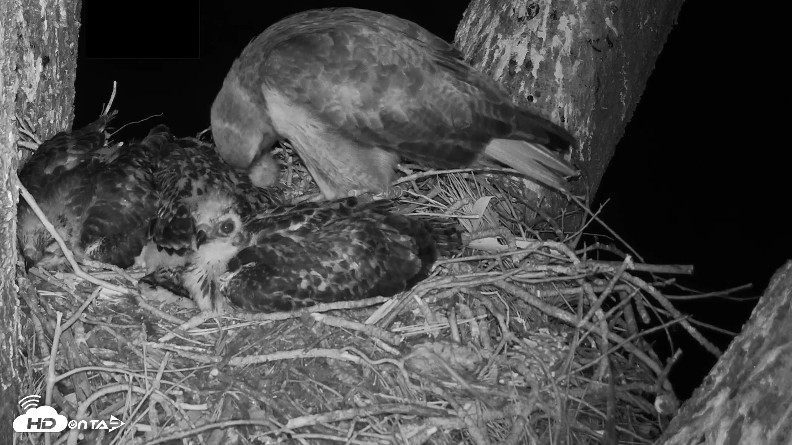 Snapshot of Red-Tailed Hawk Live Webcam taken Apr 25, 2026, 5:41am PDT
