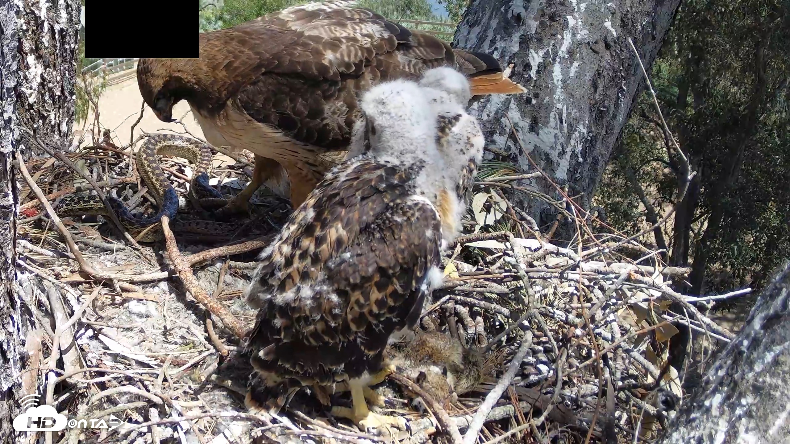 Snapshot of Red-Tailed Hawk Live Webcam taken Apr 20, 2026, 1:10pm PDT