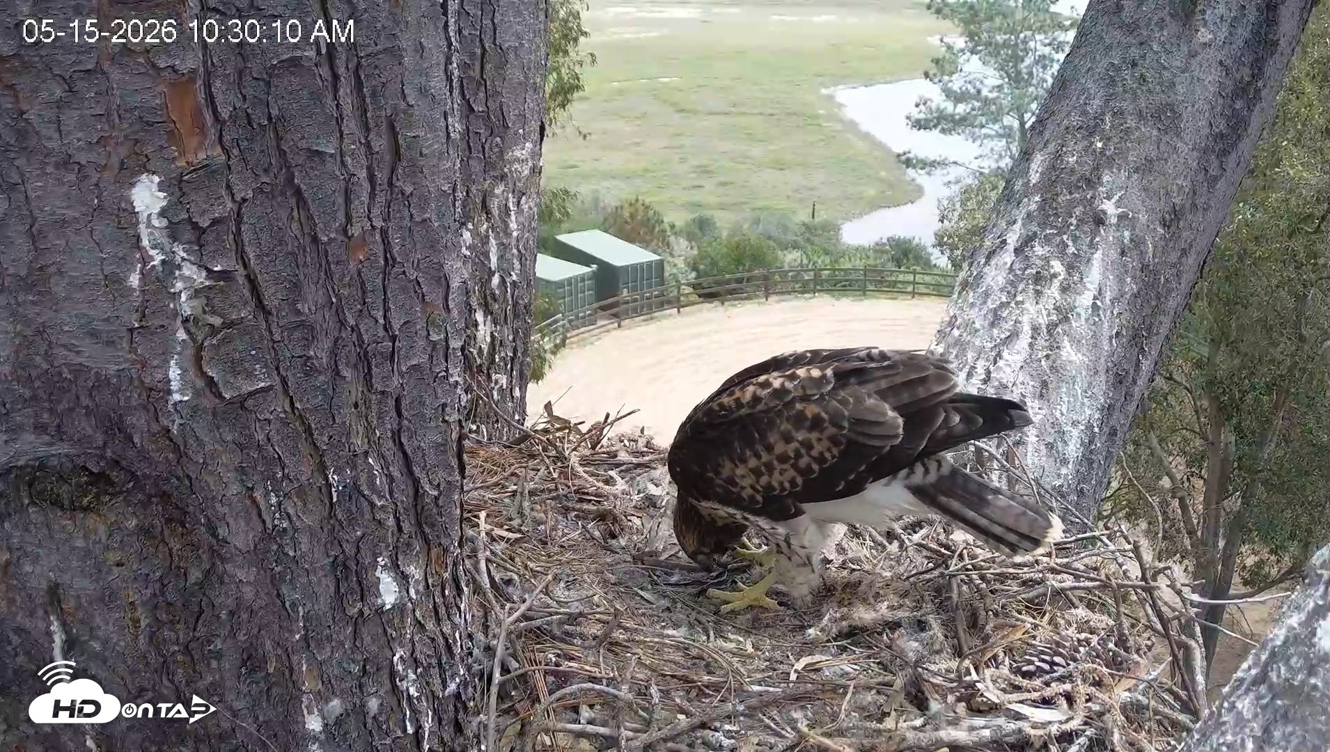 Snapshot of Red-Tailed Hawk Live Webcam taken May 15, 2026, 11:33am PDT