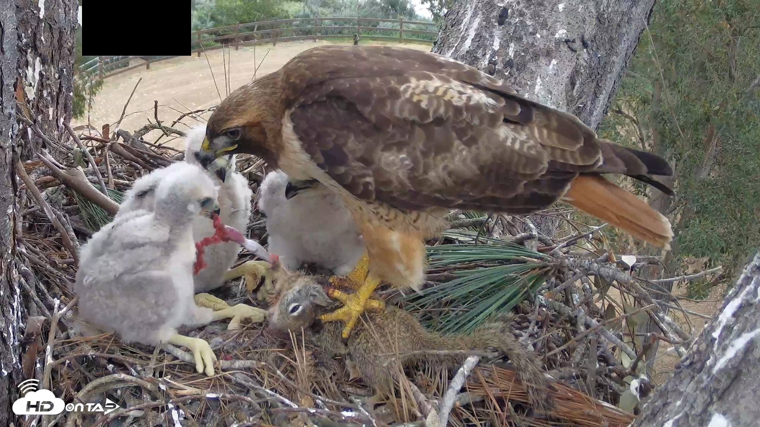 Snapshot of Red-Tailed Hawk Live Webcam taken Apr 12, 2026, 3:17pm PDT