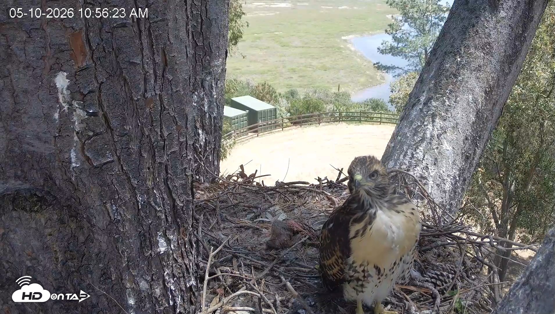 Snapshot of Red-Tailed Hawk Live Webcam taken May 10, 2026, 11:57am PDT