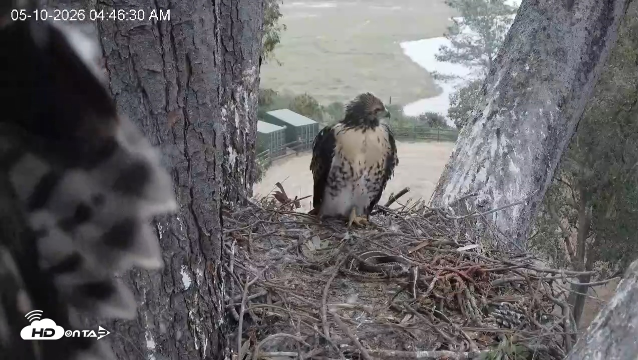 Snapshot of Red-Tailed Hawk Live Webcam taken May 10, 2026, 5:49am PDT