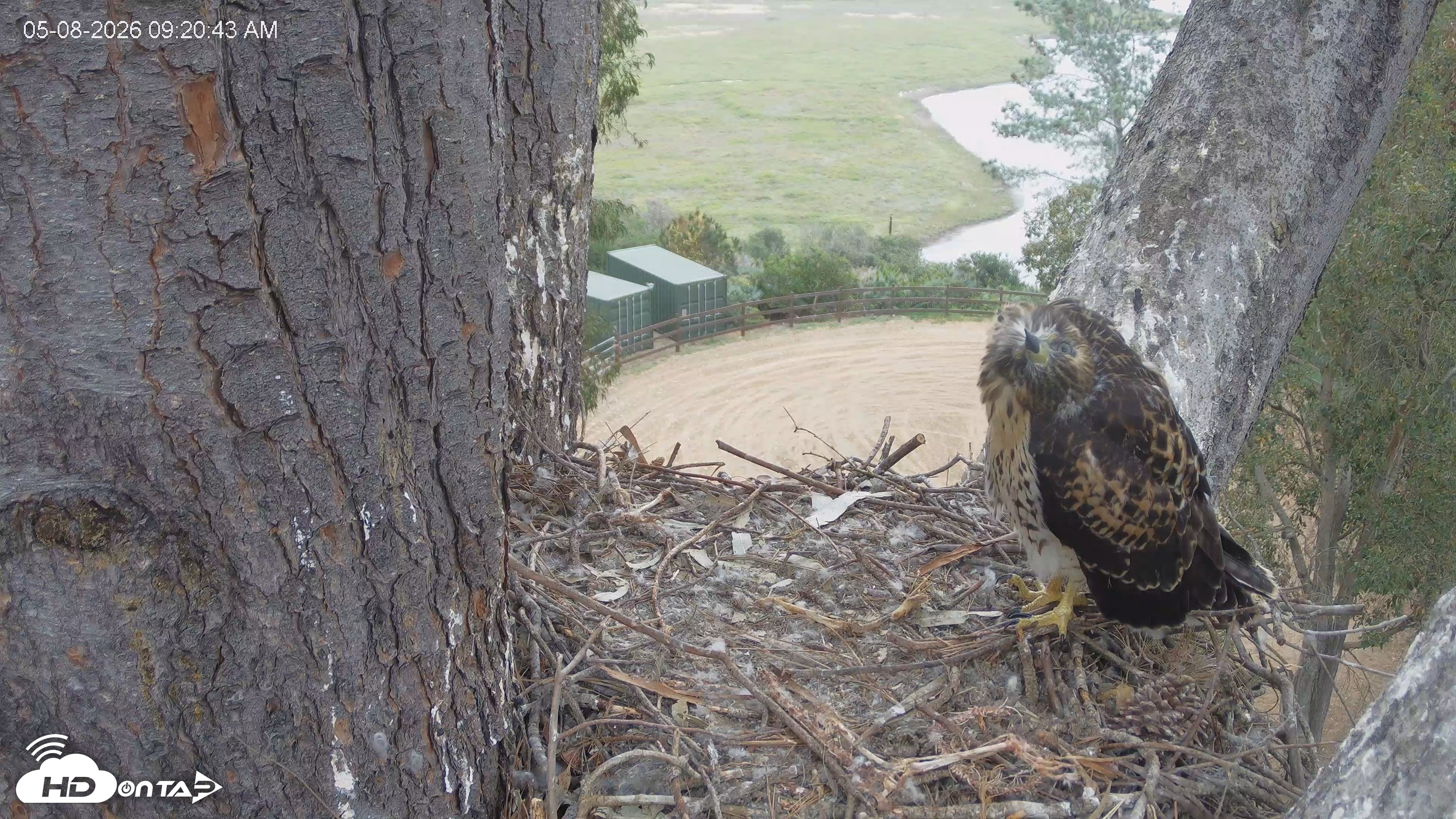 Snapshot of Red-Tailed Hawk Live Webcam taken May 8, 2026, 10:21am PDT