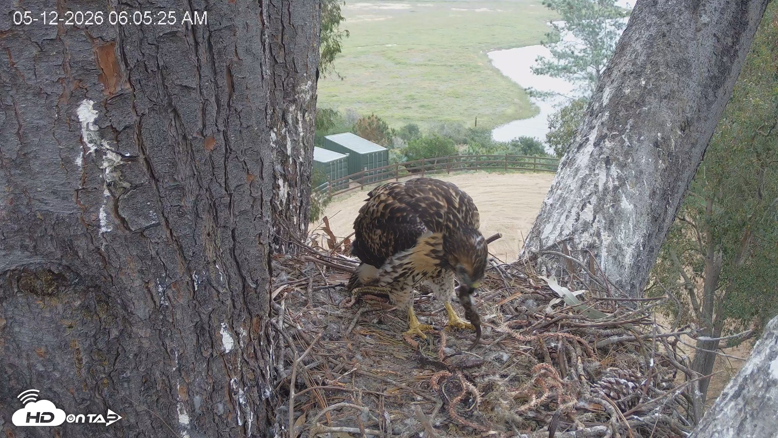 Snapshot of Red-Tailed Hawk Live Webcam taken May 12, 2026, 7:08am PDT