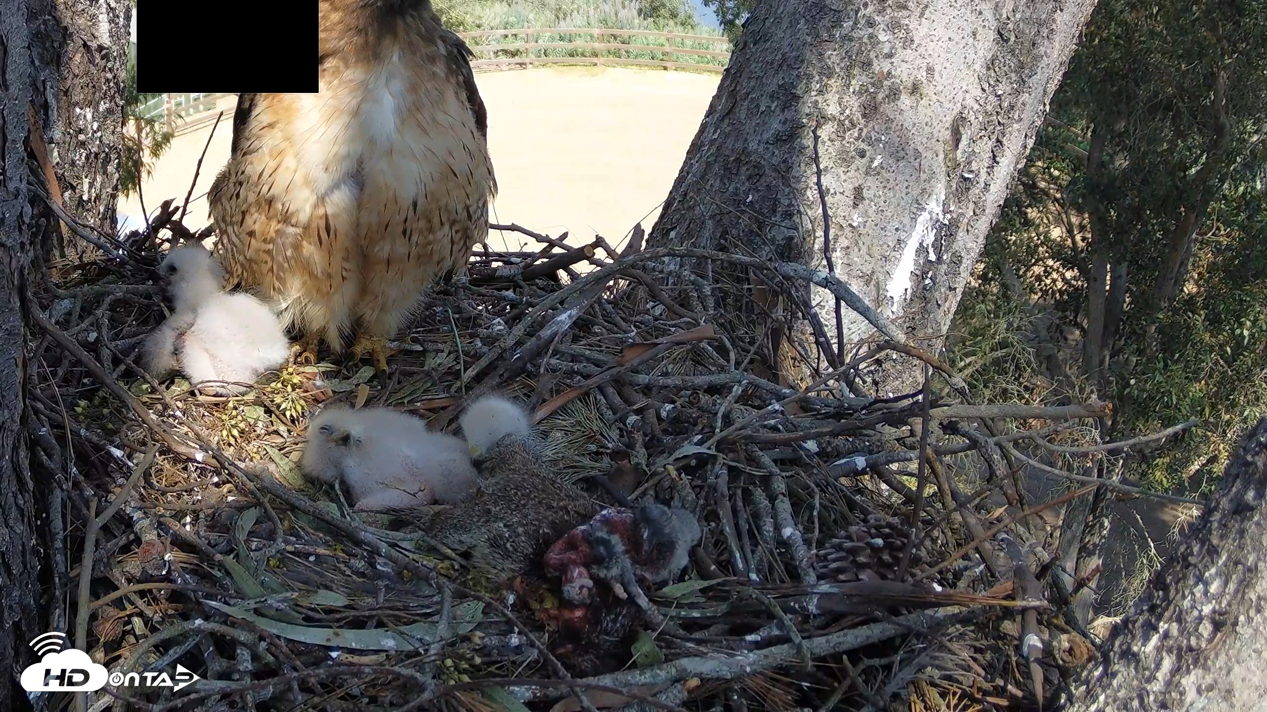 Snapshot of Red-Tailed Hawk Live Webcam taken Mar 29, 2026, 2:39pm PDT