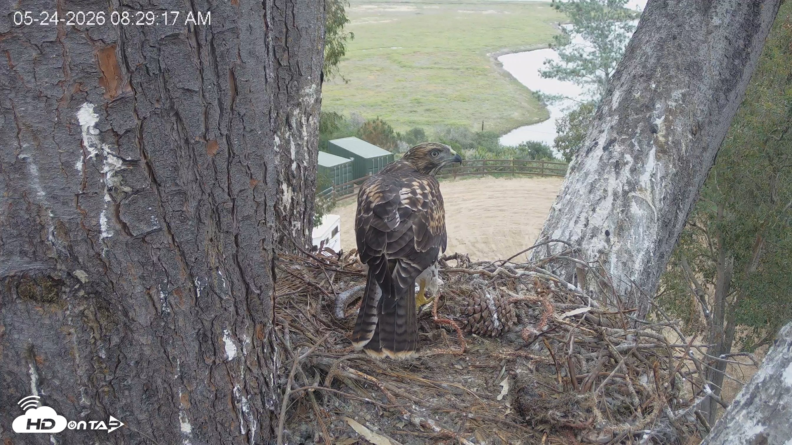 Snapshot of Red-Tailed Hawk Live Webcam taken May 24, 2026, 9:32am PDT