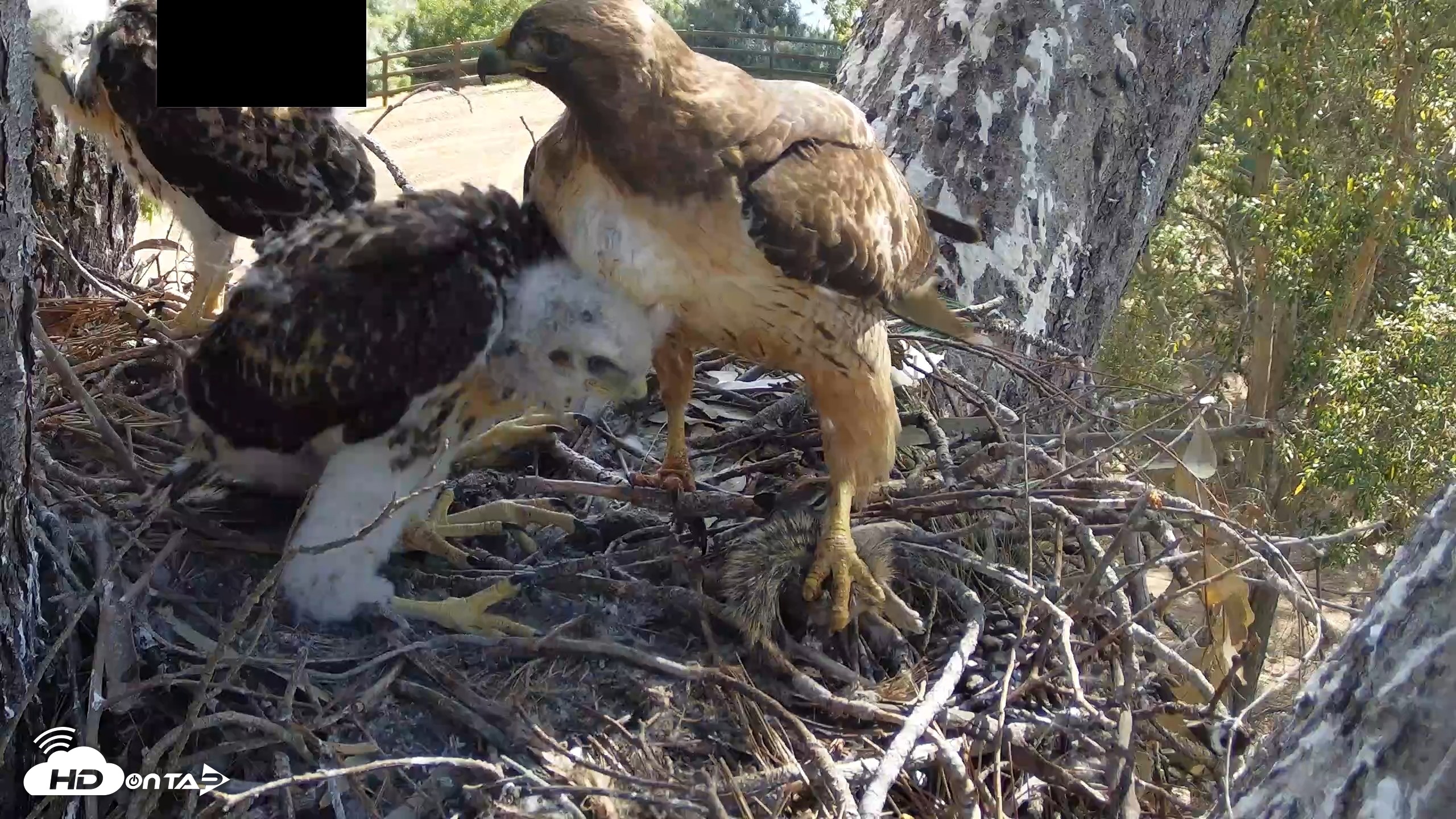 Snapshot of Red-Tailed Hawk Live Webcam taken Apr 21, 2026, 9:32am PDT