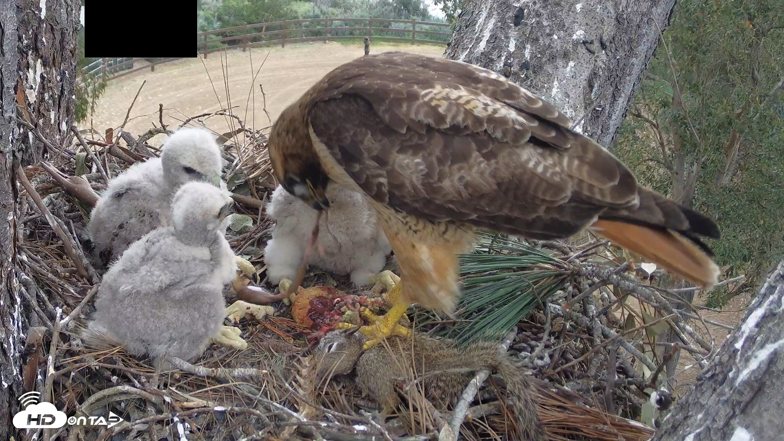 Snapshot of Red-Tailed Hawk Live Webcam taken Apr 12, 2026, 3:24pm PDT