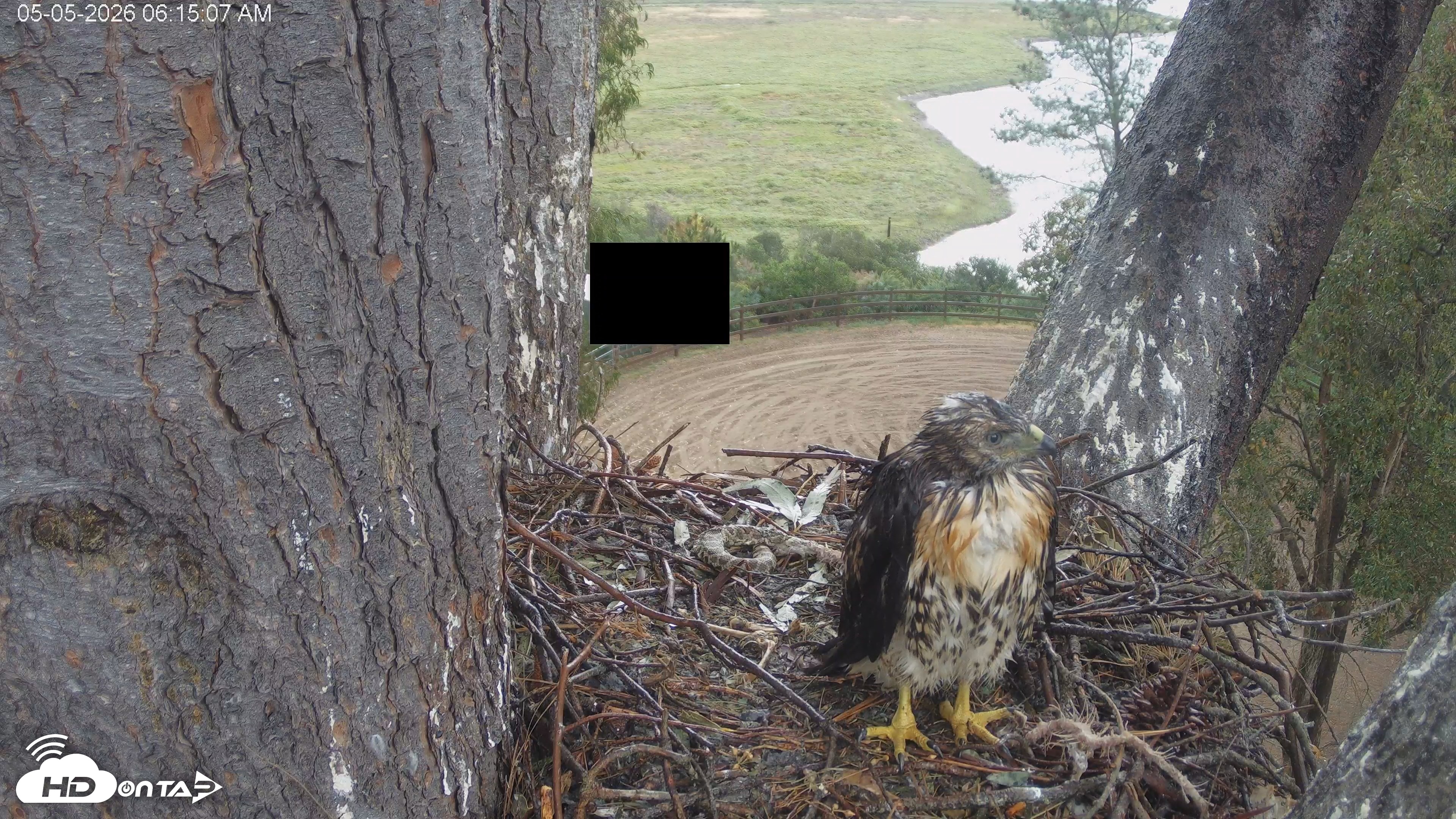 Snapshot of Red-Tailed Hawk Live Webcam taken May 5, 2026, 7:18am PDT