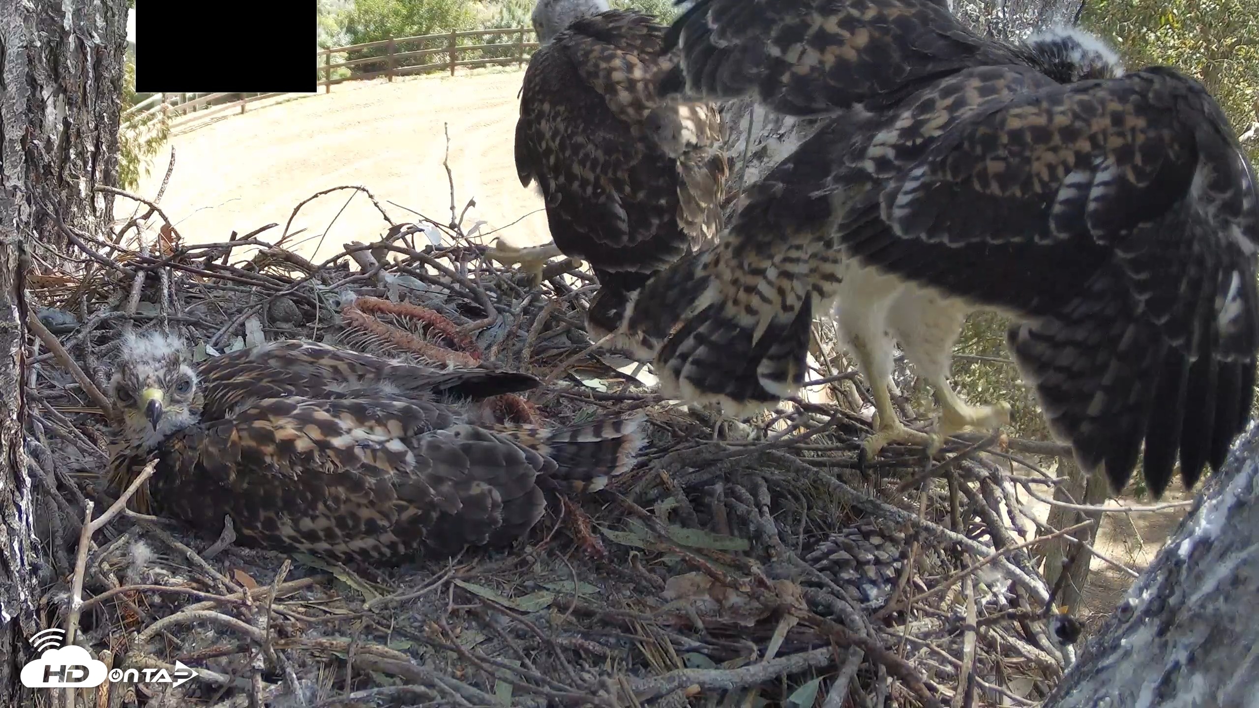 Snapshot of Red-Tailed Hawk Live Webcam taken Apr 28, 2026, 10:36am PDT