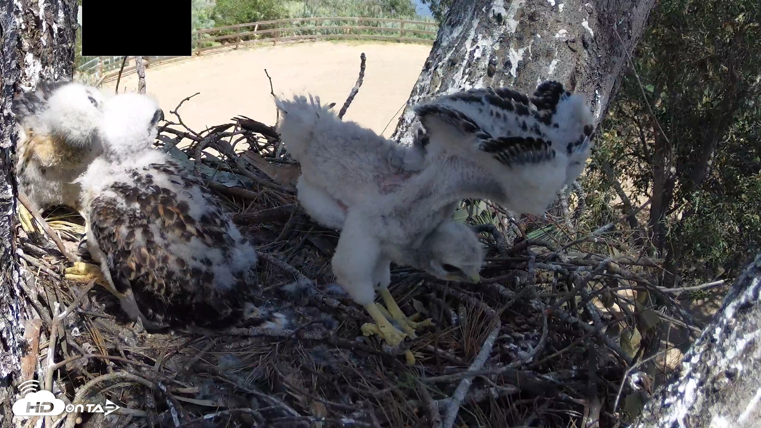 Snapshot of Red-Tailed Hawk Live Webcam taken Apr 17, 2026, 1:59pm PDT