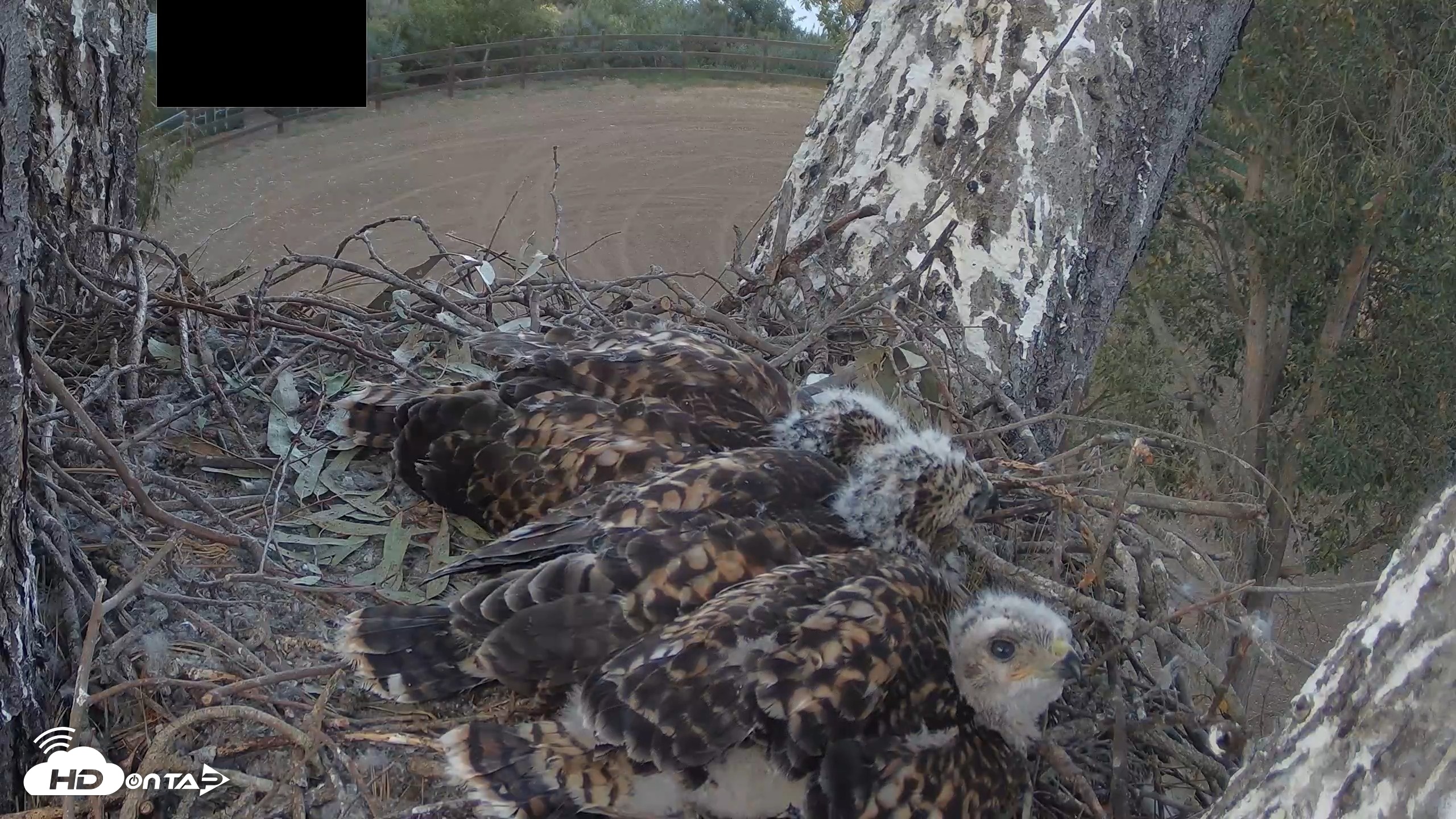 Snapshot of Red-Tailed Hawk Live Webcam taken Apr 27, 2026, 5:52pm PDT