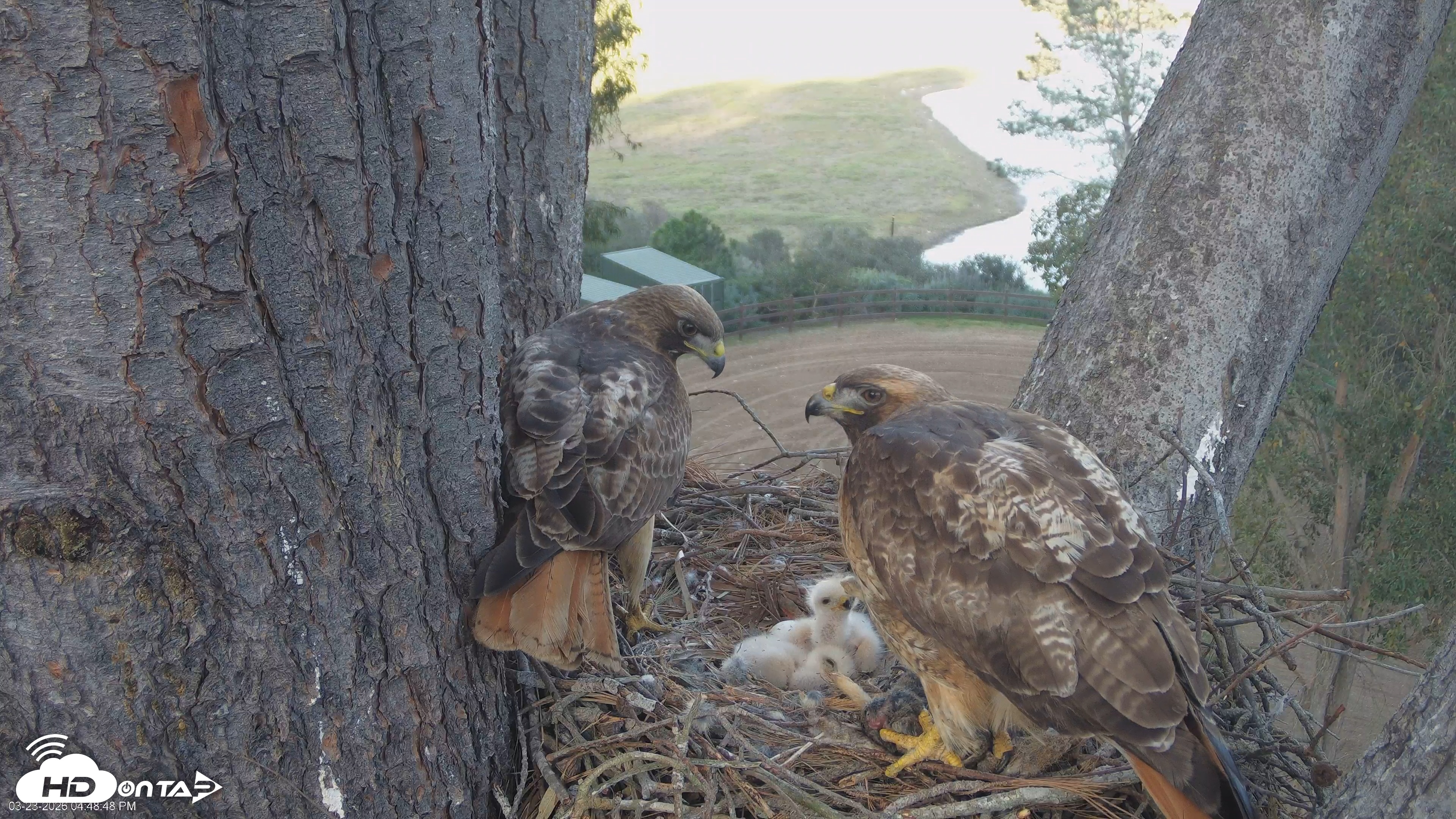 Snapshot of Red-Tailed Hawk Live Webcam taken Mar 23, 2026, 5:51pm PDT