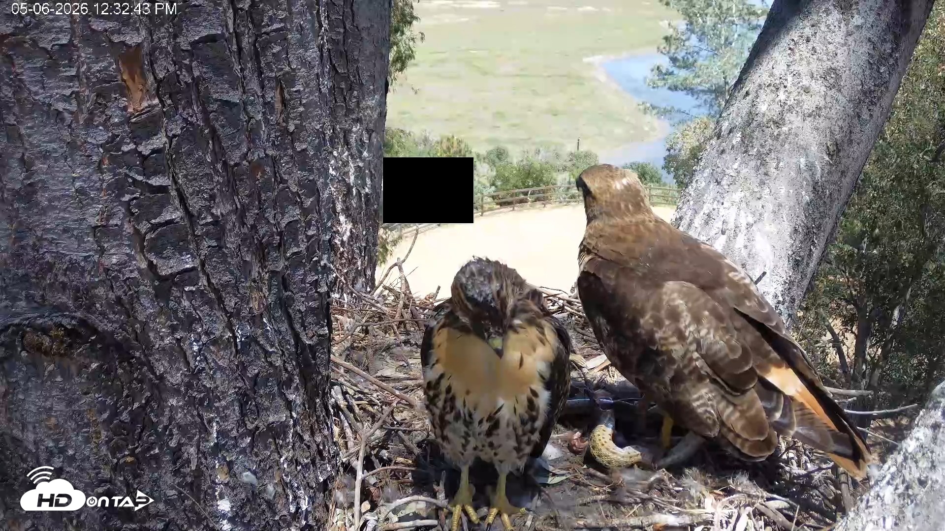 Snapshot of Red-Tailed Hawk Live Webcam taken May 6, 2026, 1:33pm PDT